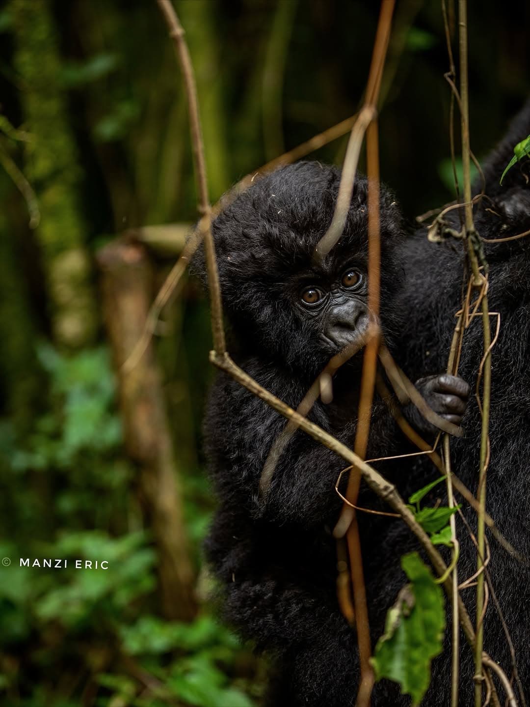 Gorilla Trekking