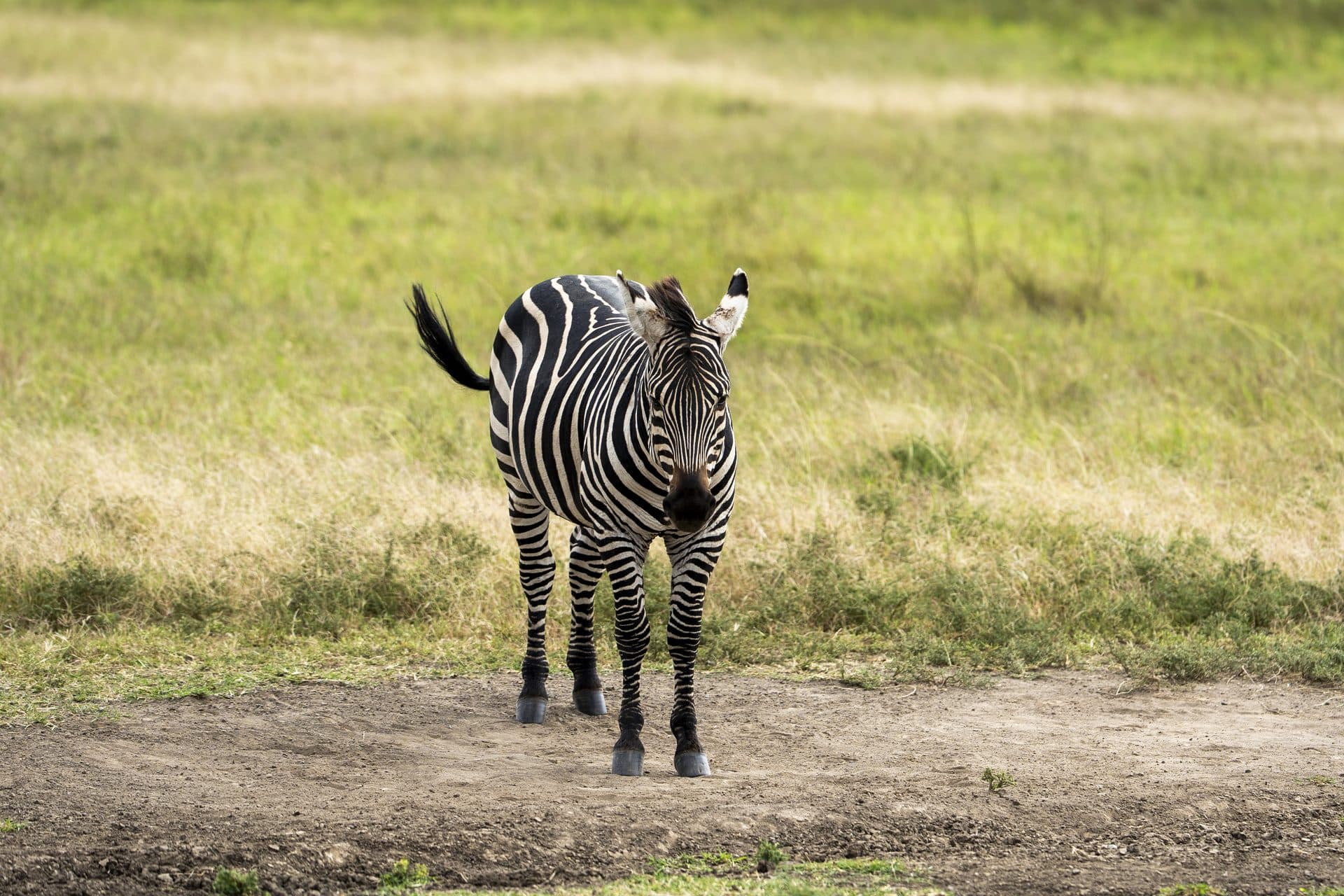 Akagera National Park wildlife and landscapes, Rwanda