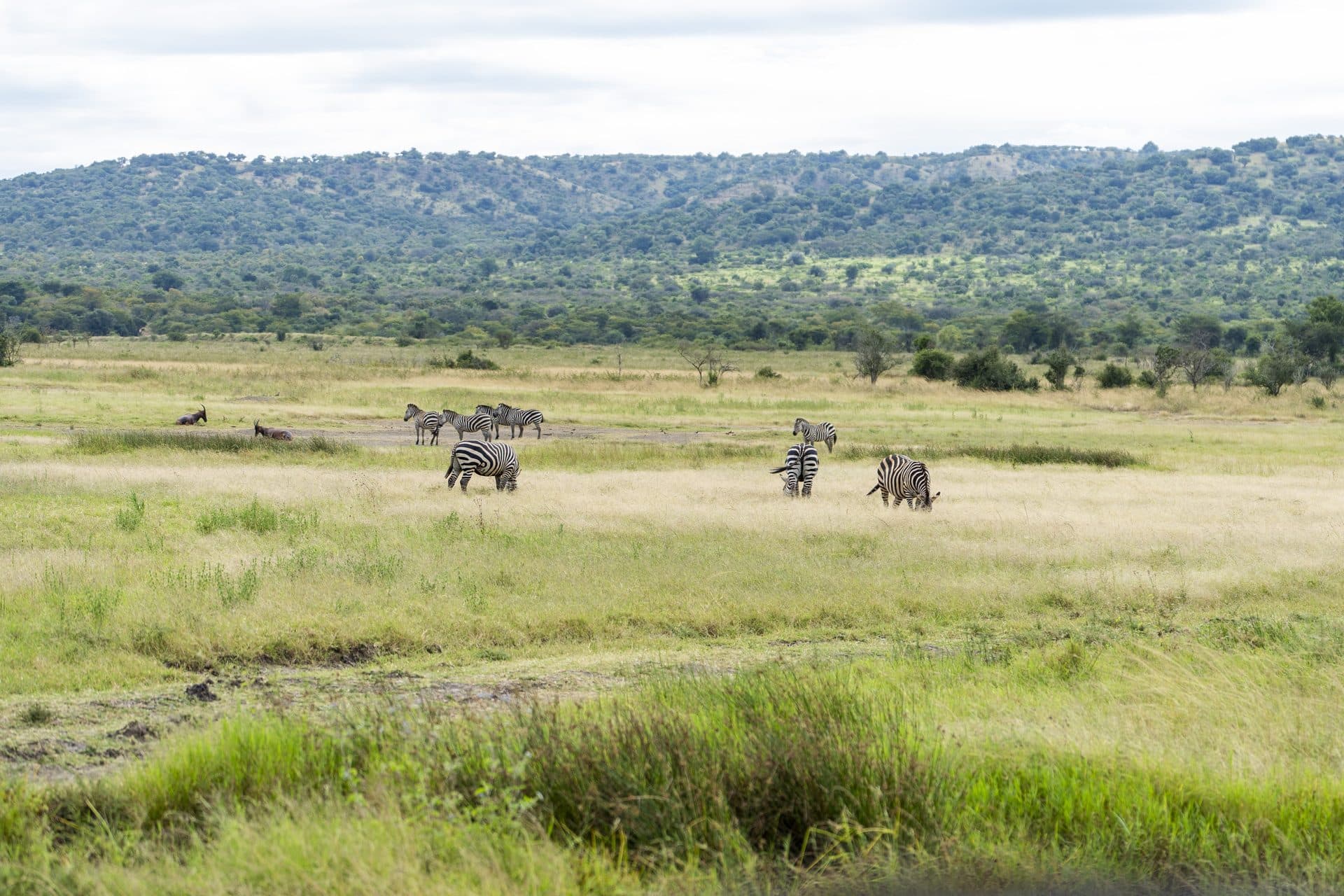 Akagera National Park wildlife and landscapes, Rwanda