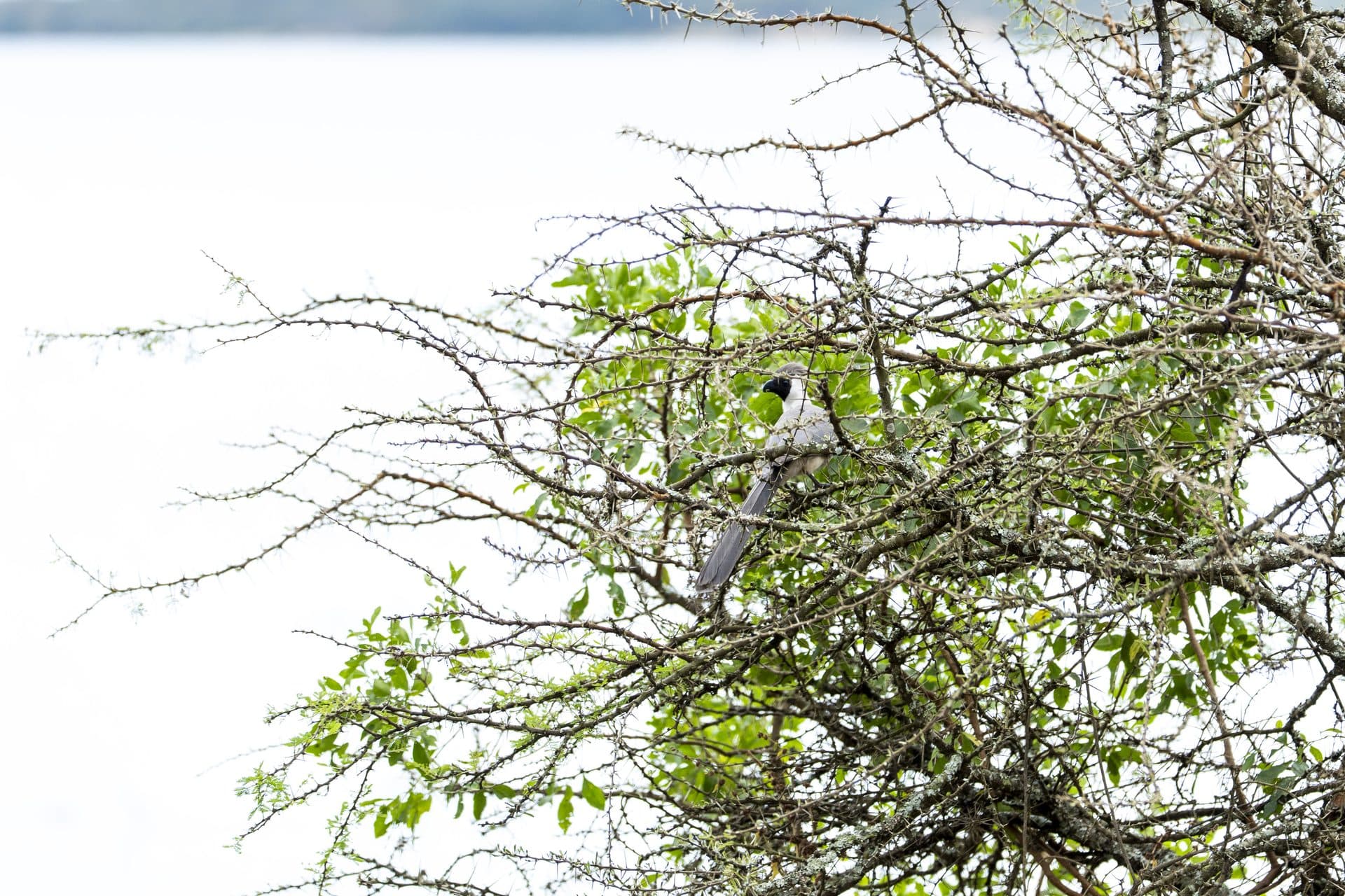 Akagera National Park wildlife and landscapes, Rwanda