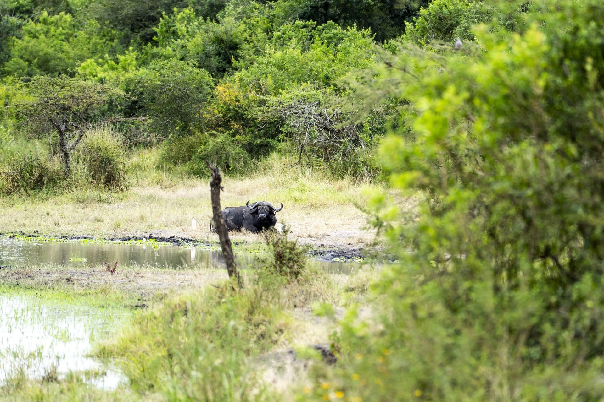 Akagera National Park wildlife and landscapes, Rwanda