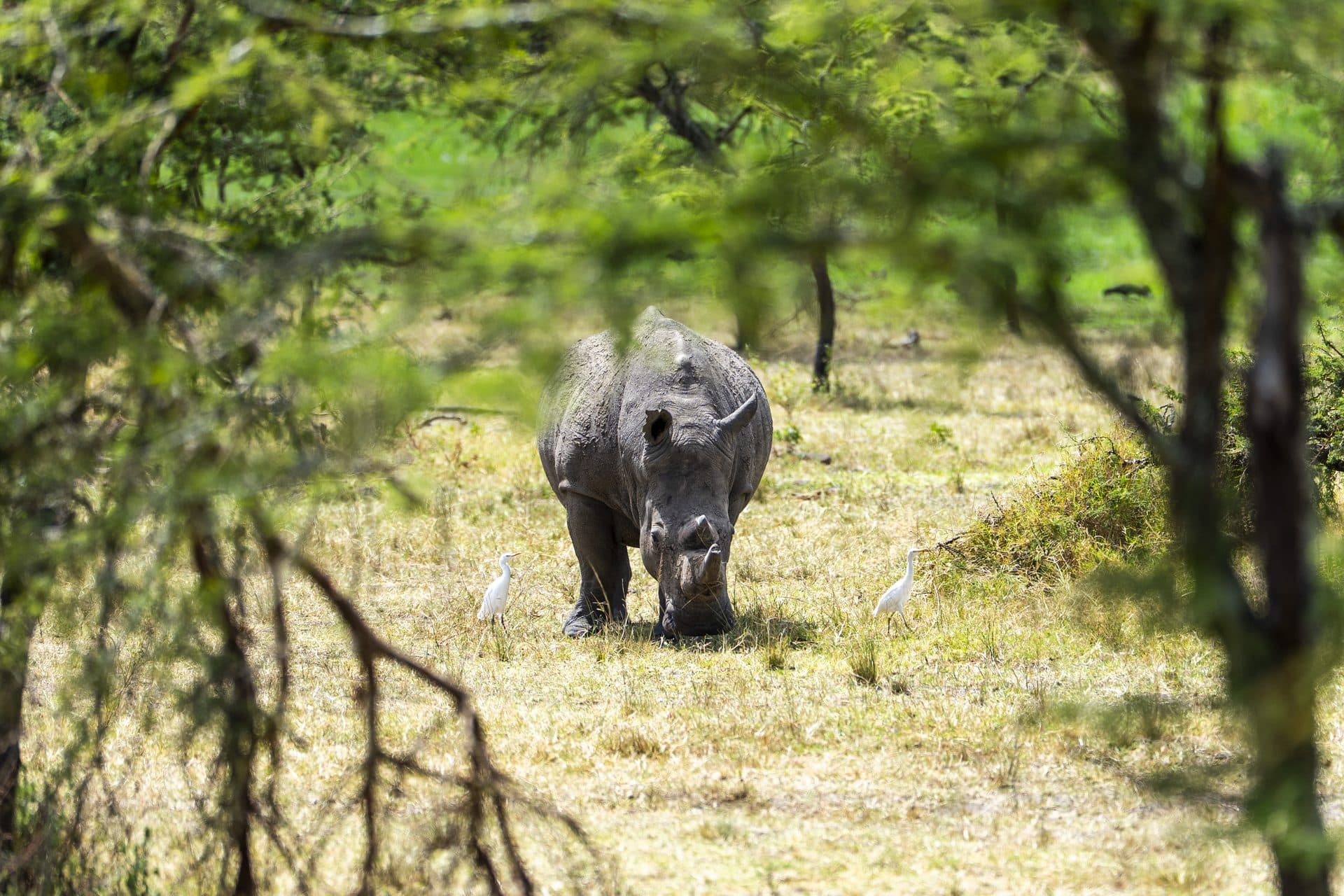 Akagera National Park wildlife and landscapes, Rwanda