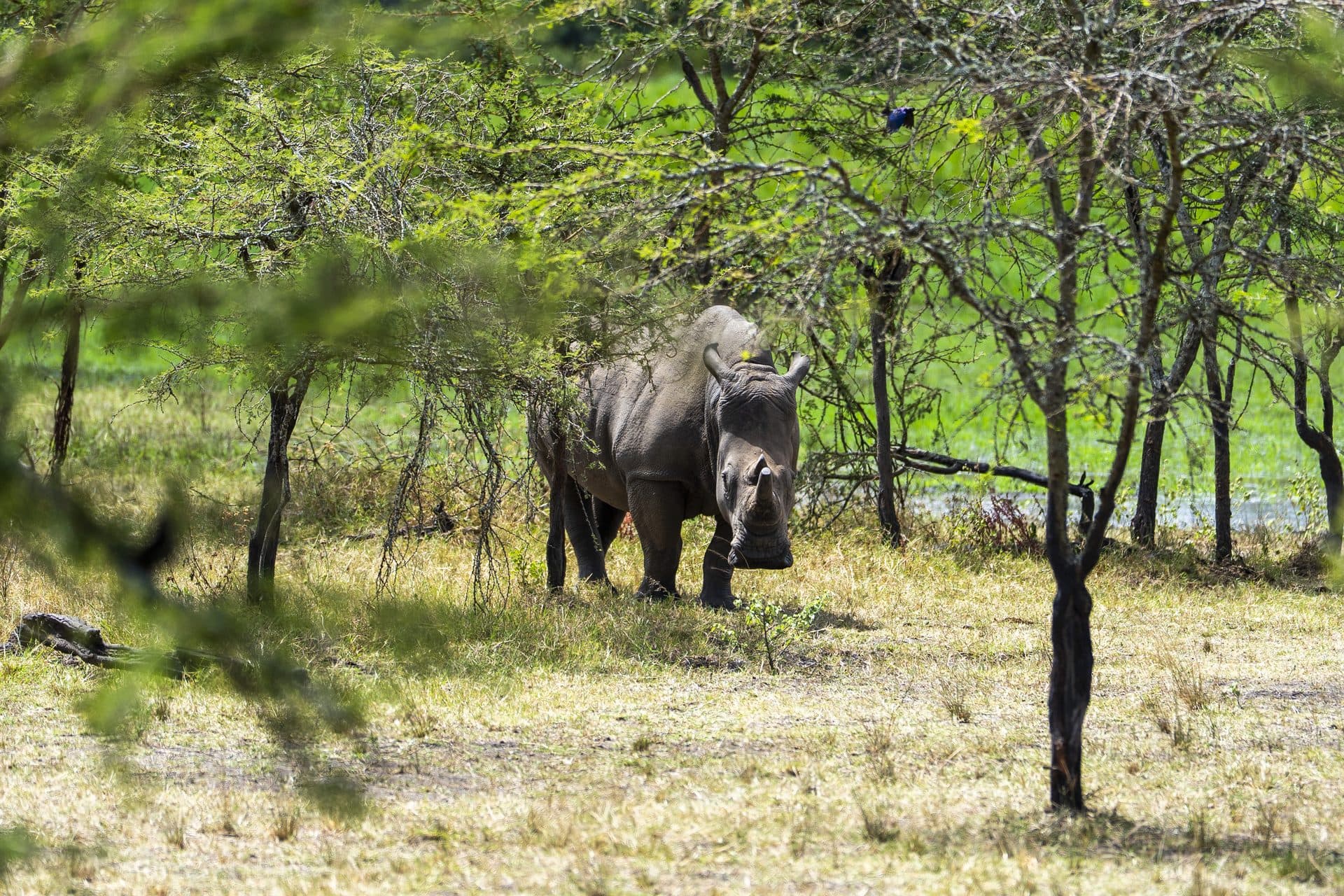 Akagera National Park wildlife and landscapes, Rwanda