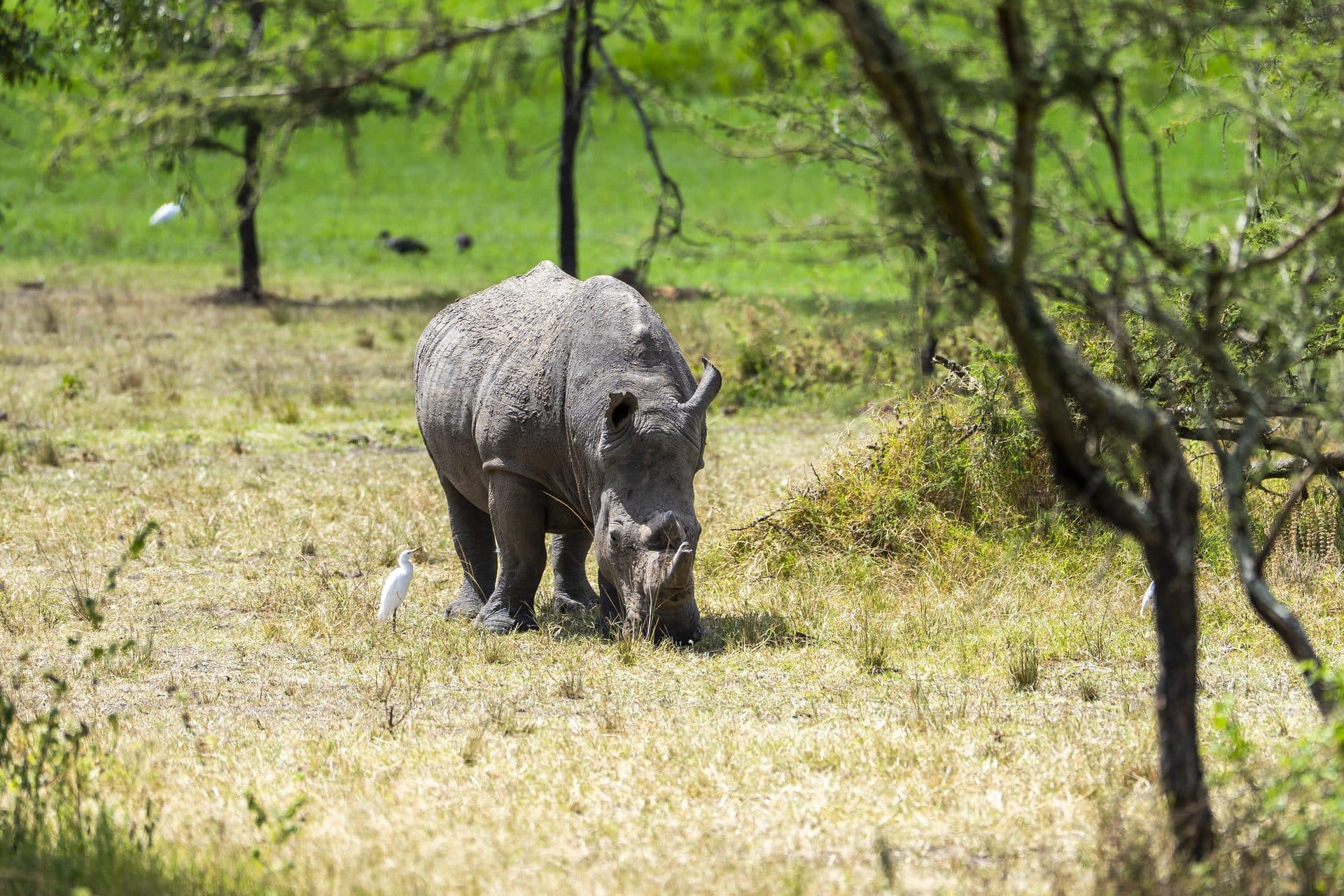 Akagera National Park wildlife and landscapes, Rwanda