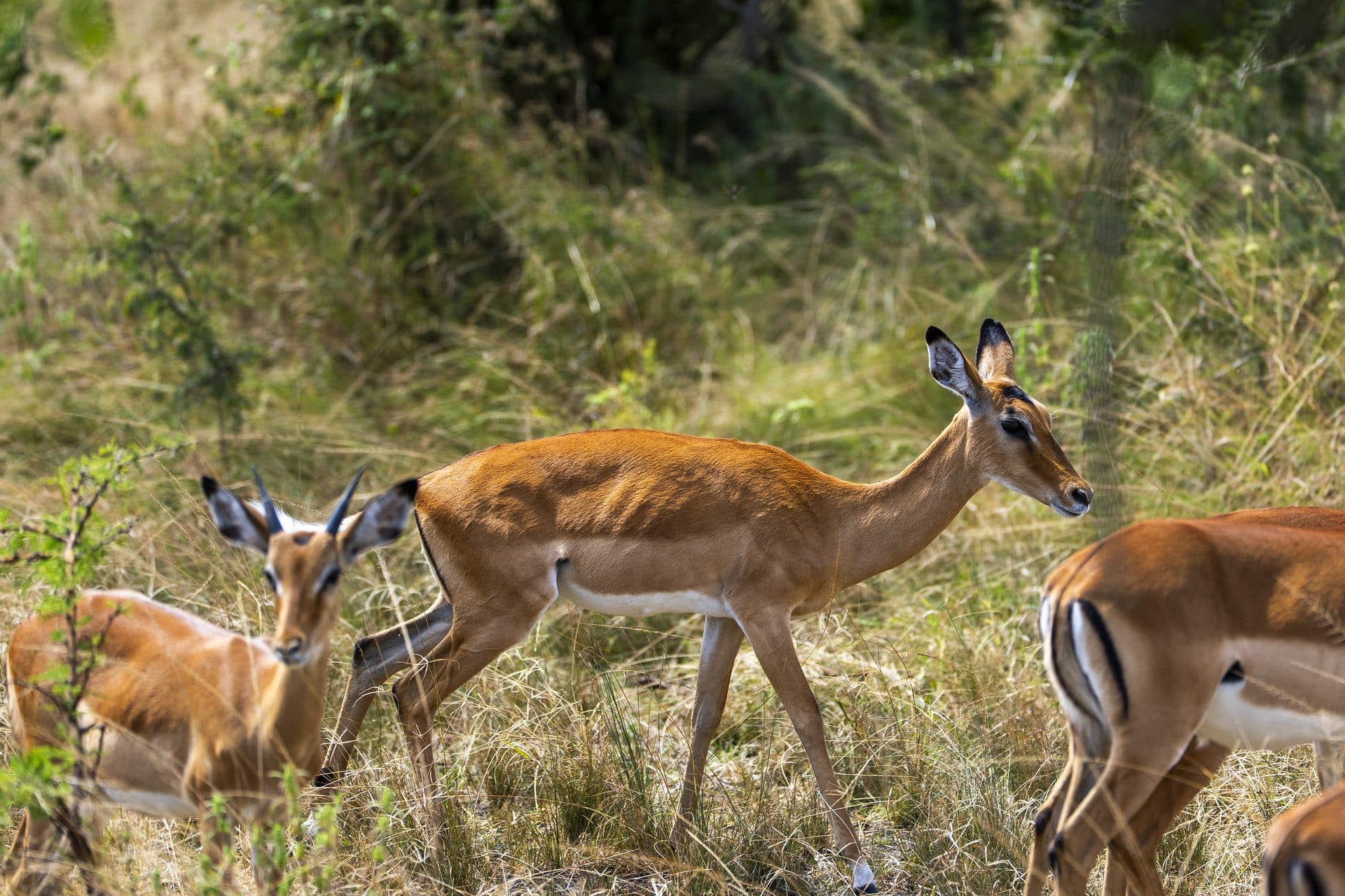 Akagera National Park wildlife and landscapes, Rwanda