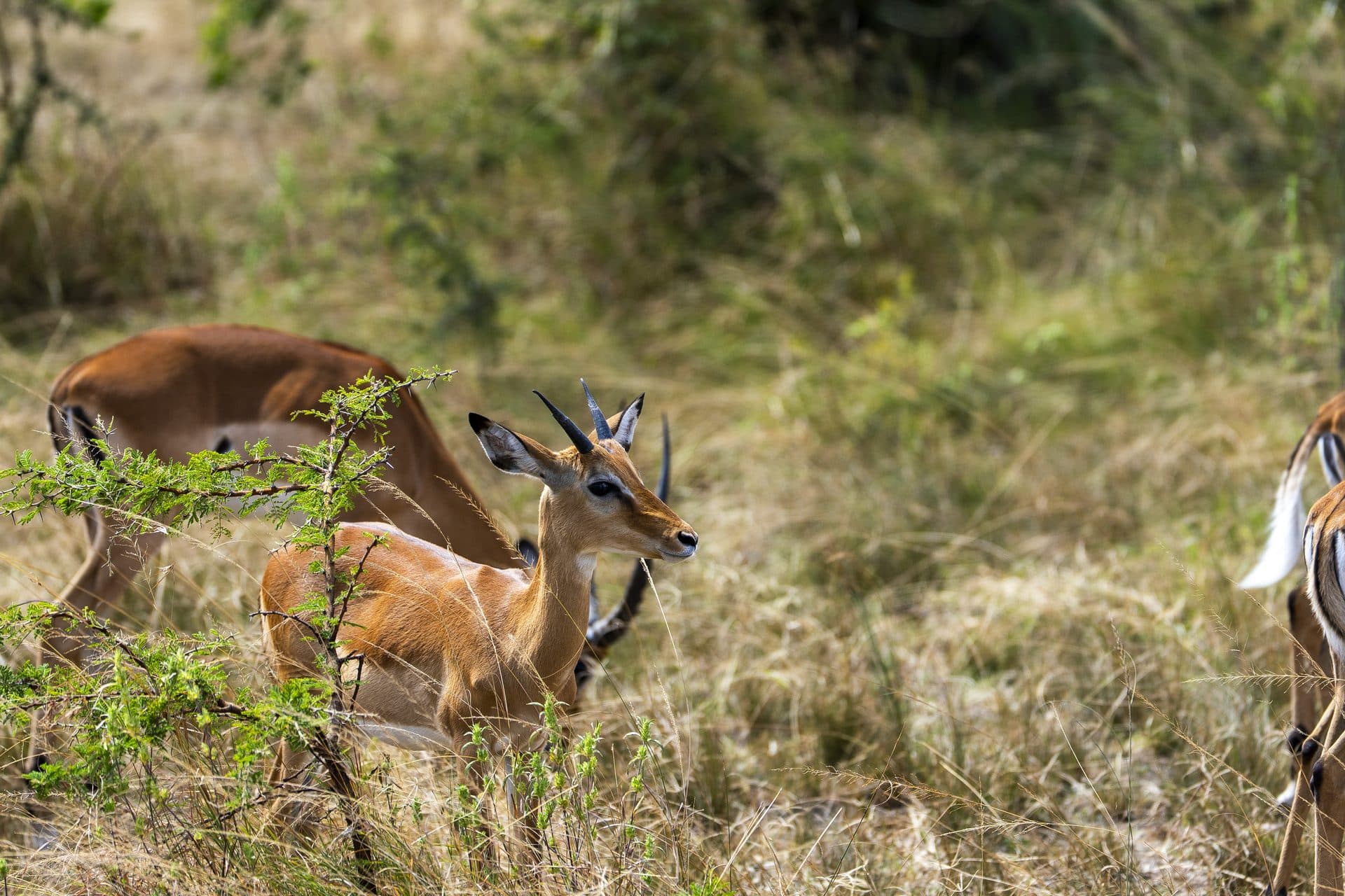 Akagera National Park wildlife and landscapes, Rwanda