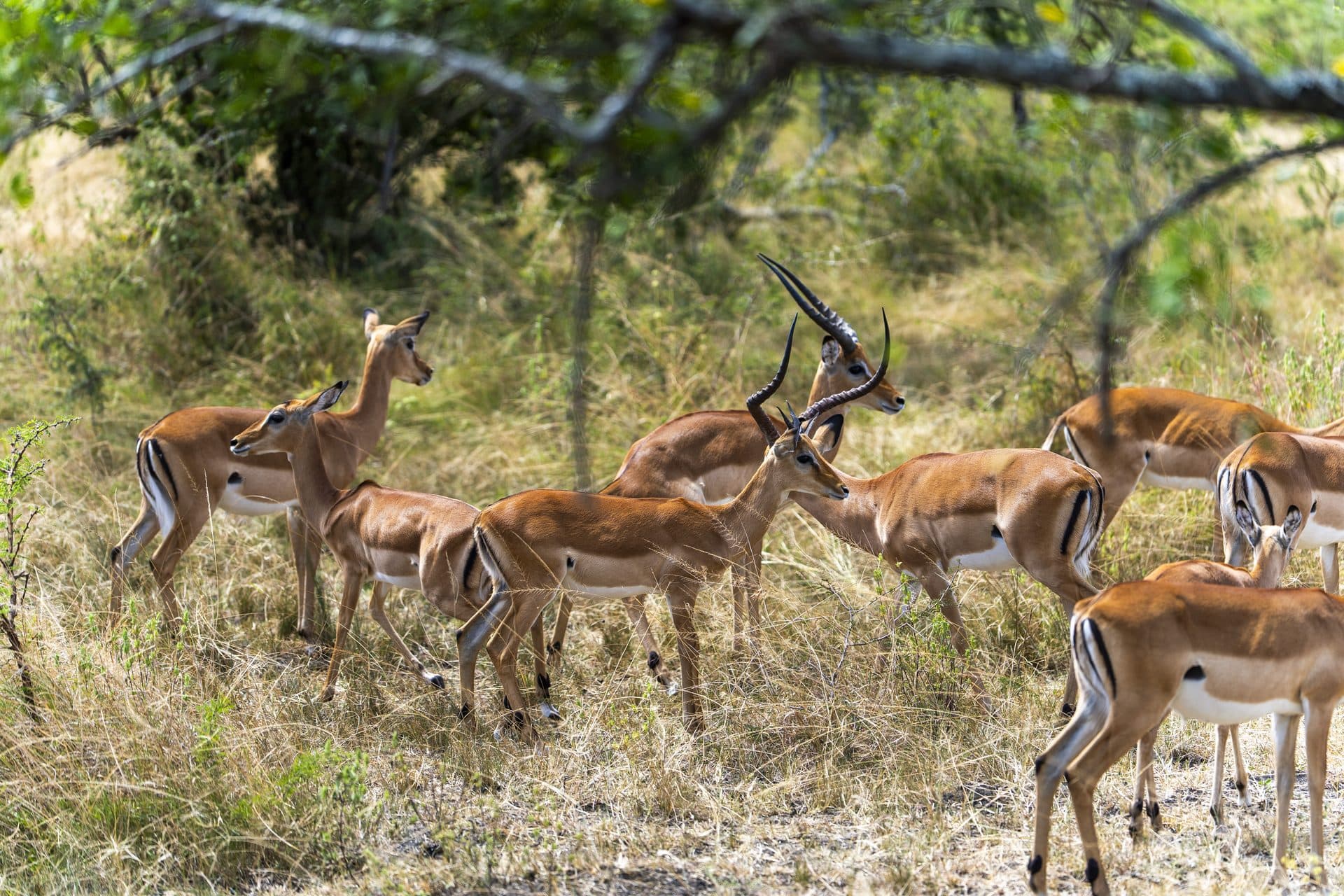 Akagera National Park wildlife and landscapes, Rwanda