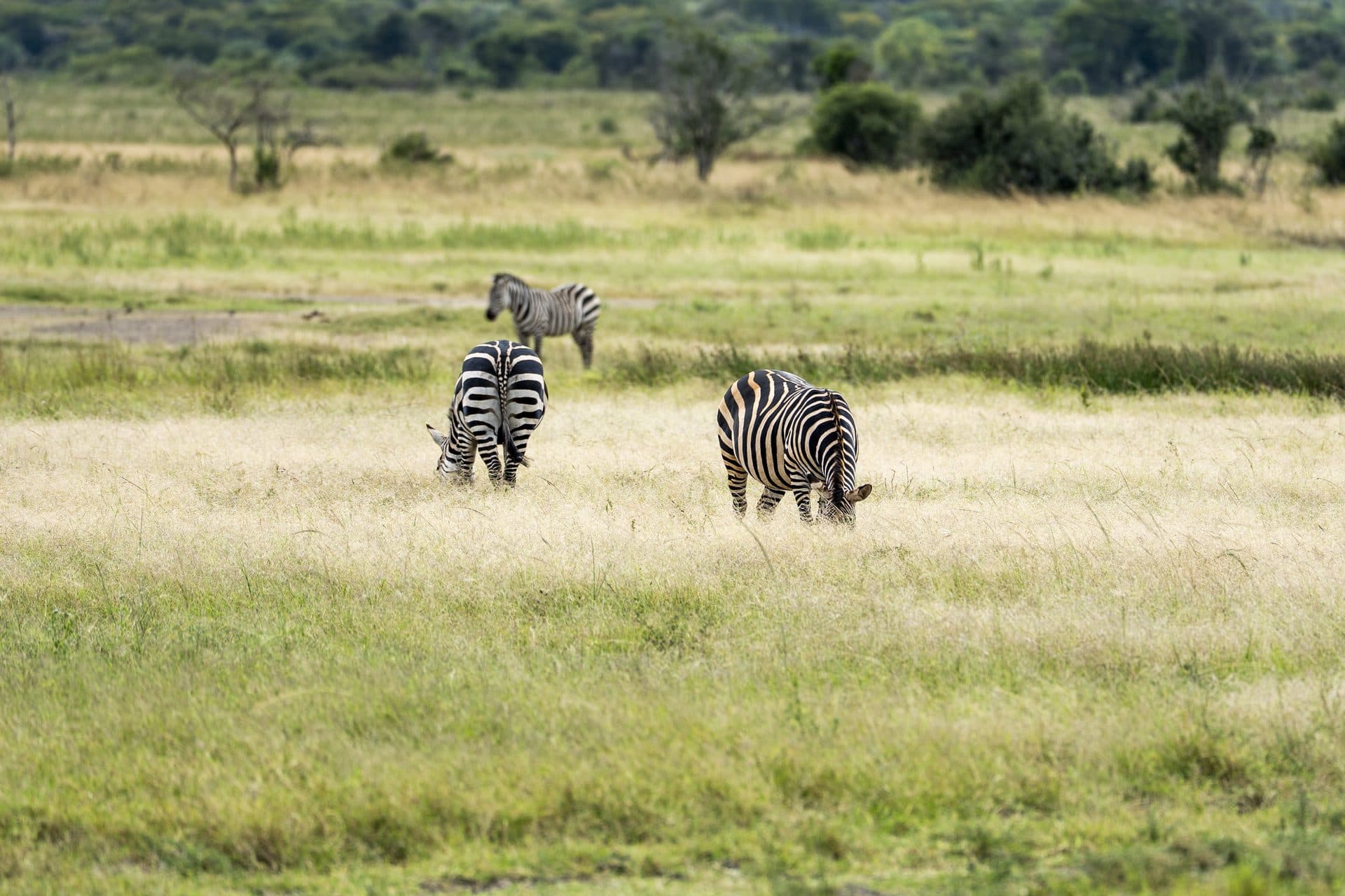 Akagera National Park wildlife and landscapes, Rwanda