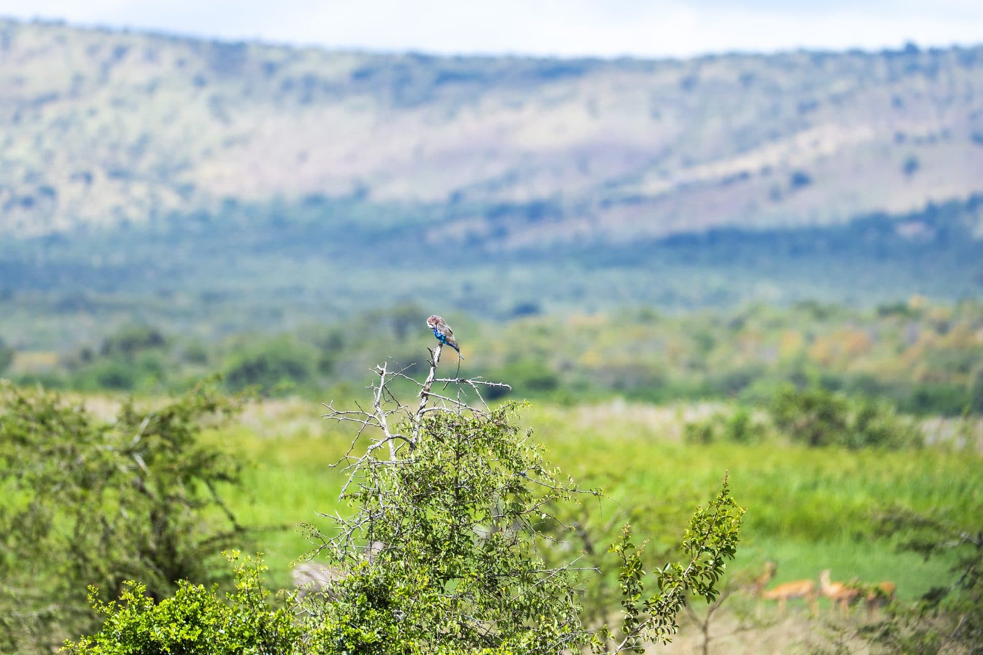 Akagera National Park wildlife and landscapes, Rwanda