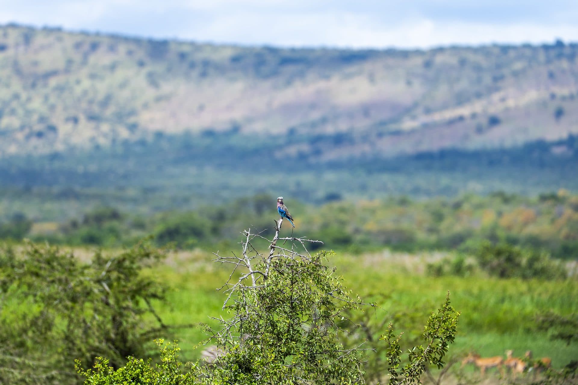 Akagera National Park wildlife and landscapes, Rwanda