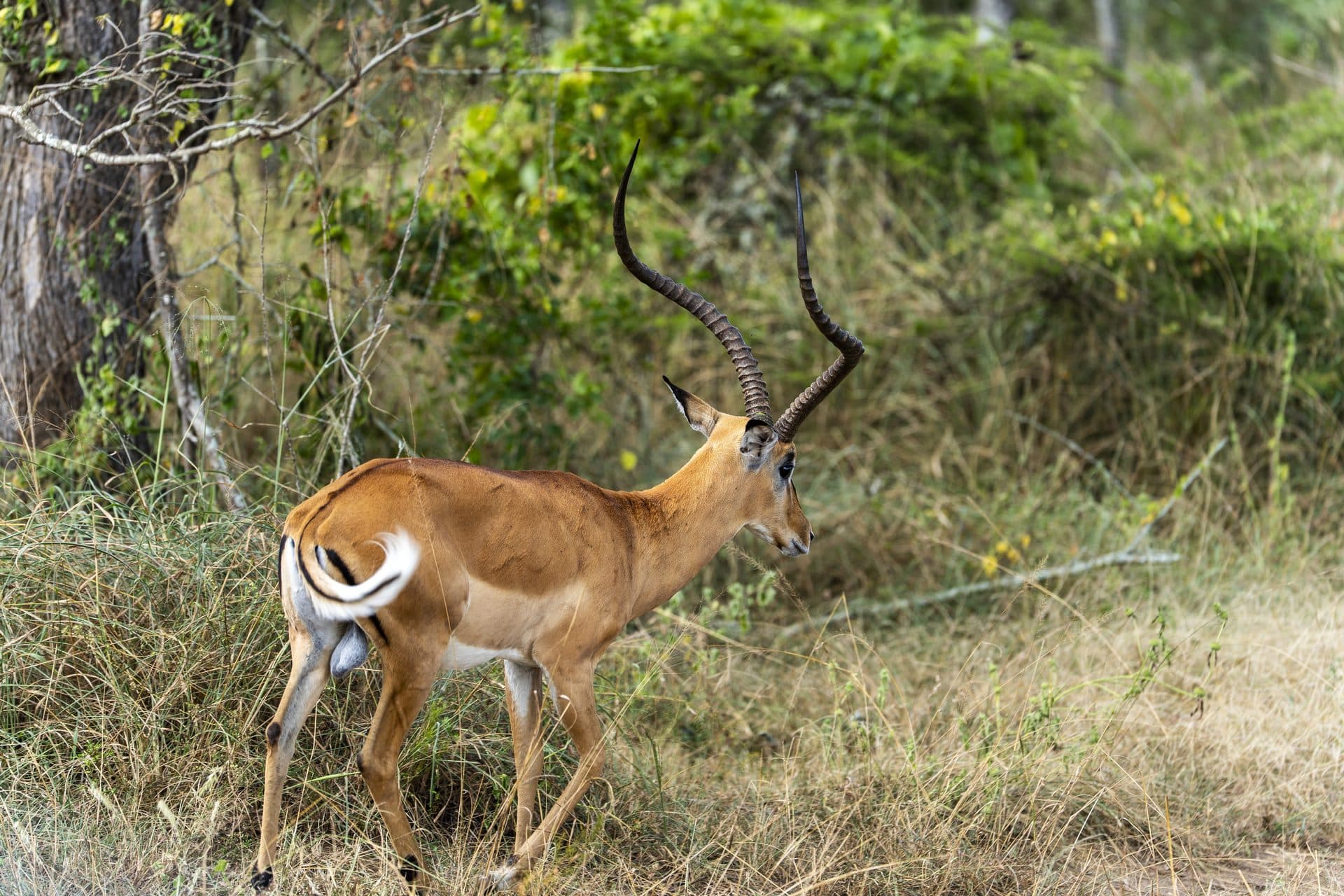 Akagera National Park wildlife and landscapes, Rwanda