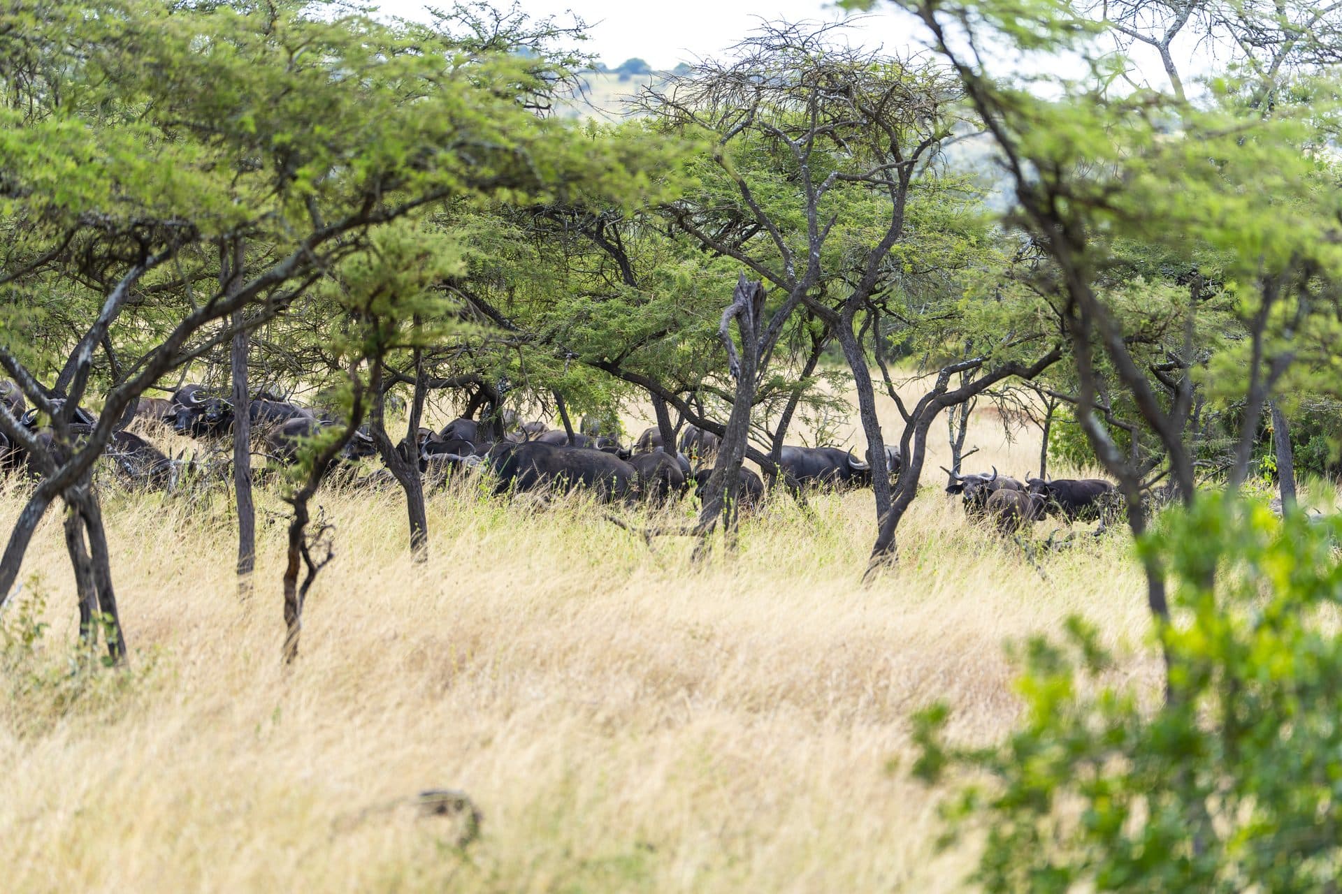 Akagera National Park wildlife and landscapes, Rwanda