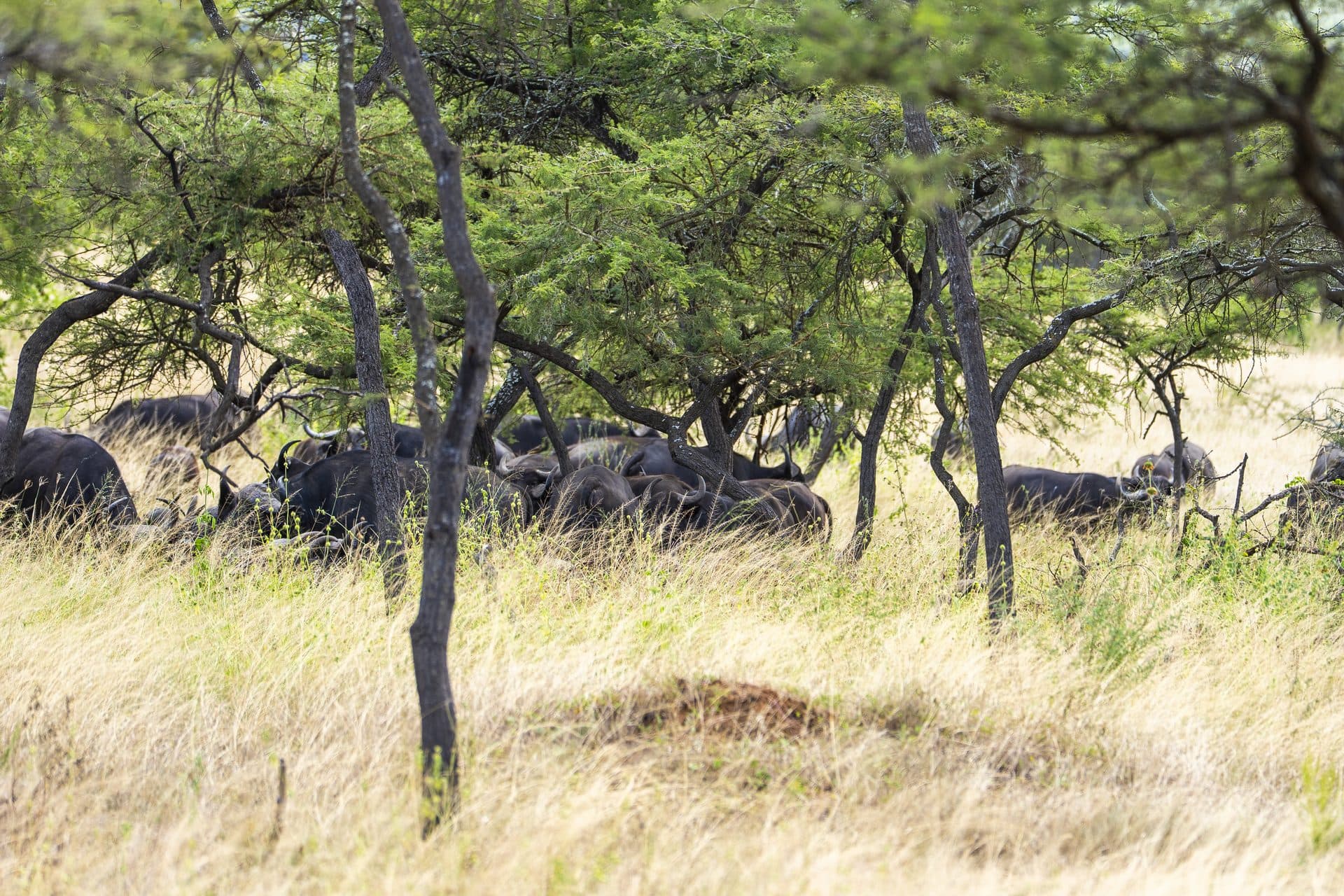 Akagera National Park wildlife and landscapes, Rwanda