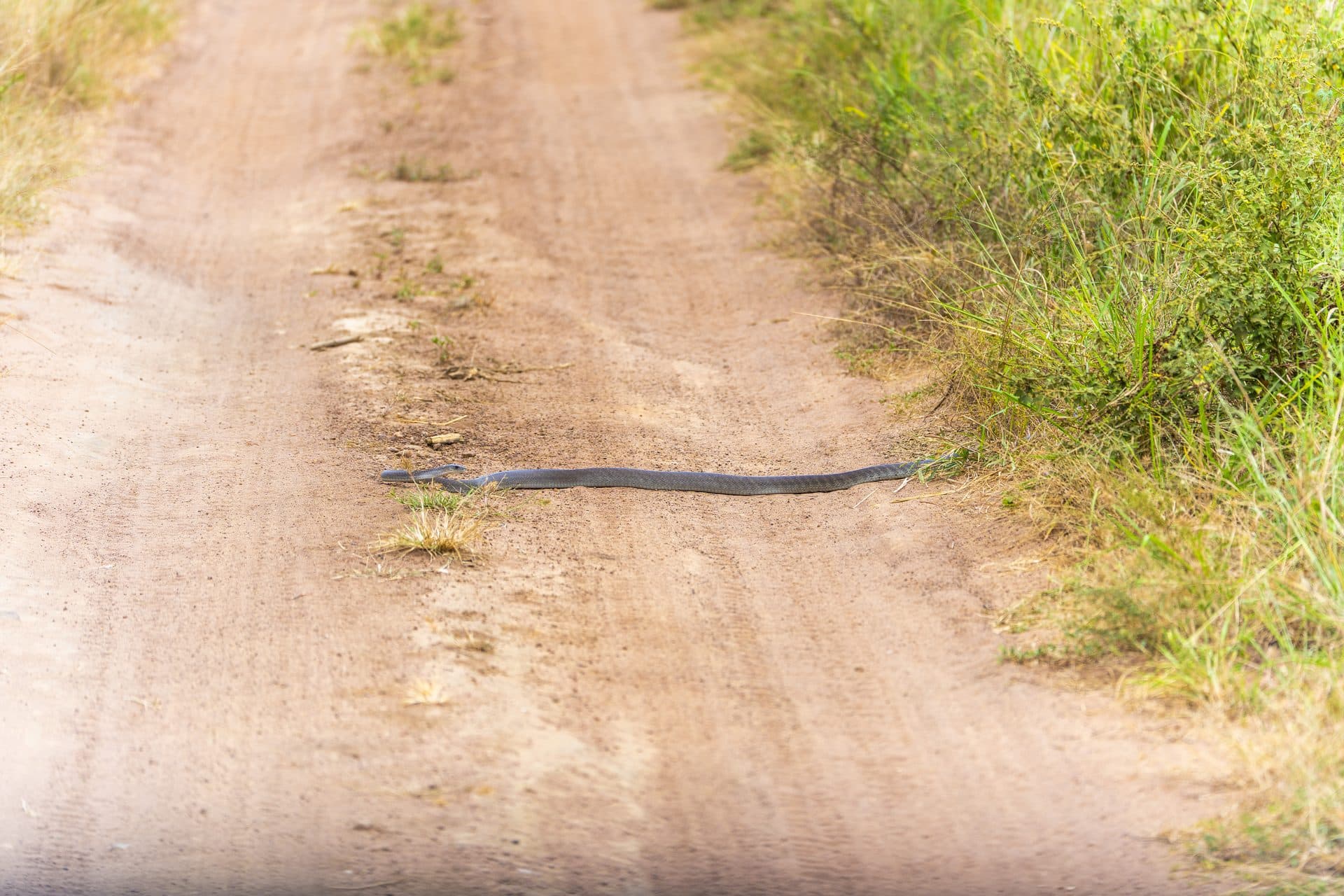 Akagera National Park wildlife and landscapes, Rwanda