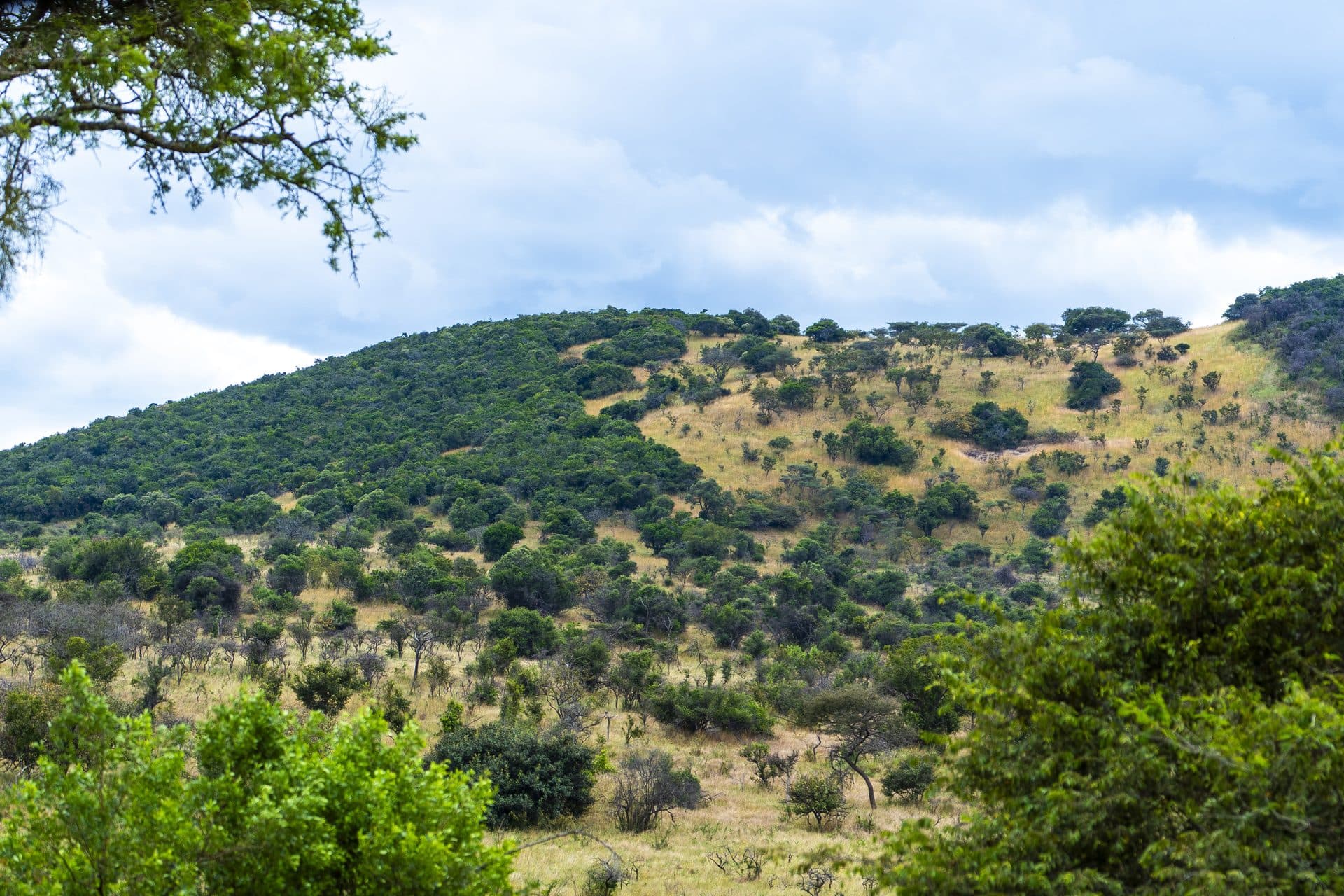 Akagera National Park wildlife and landscapes, Rwanda