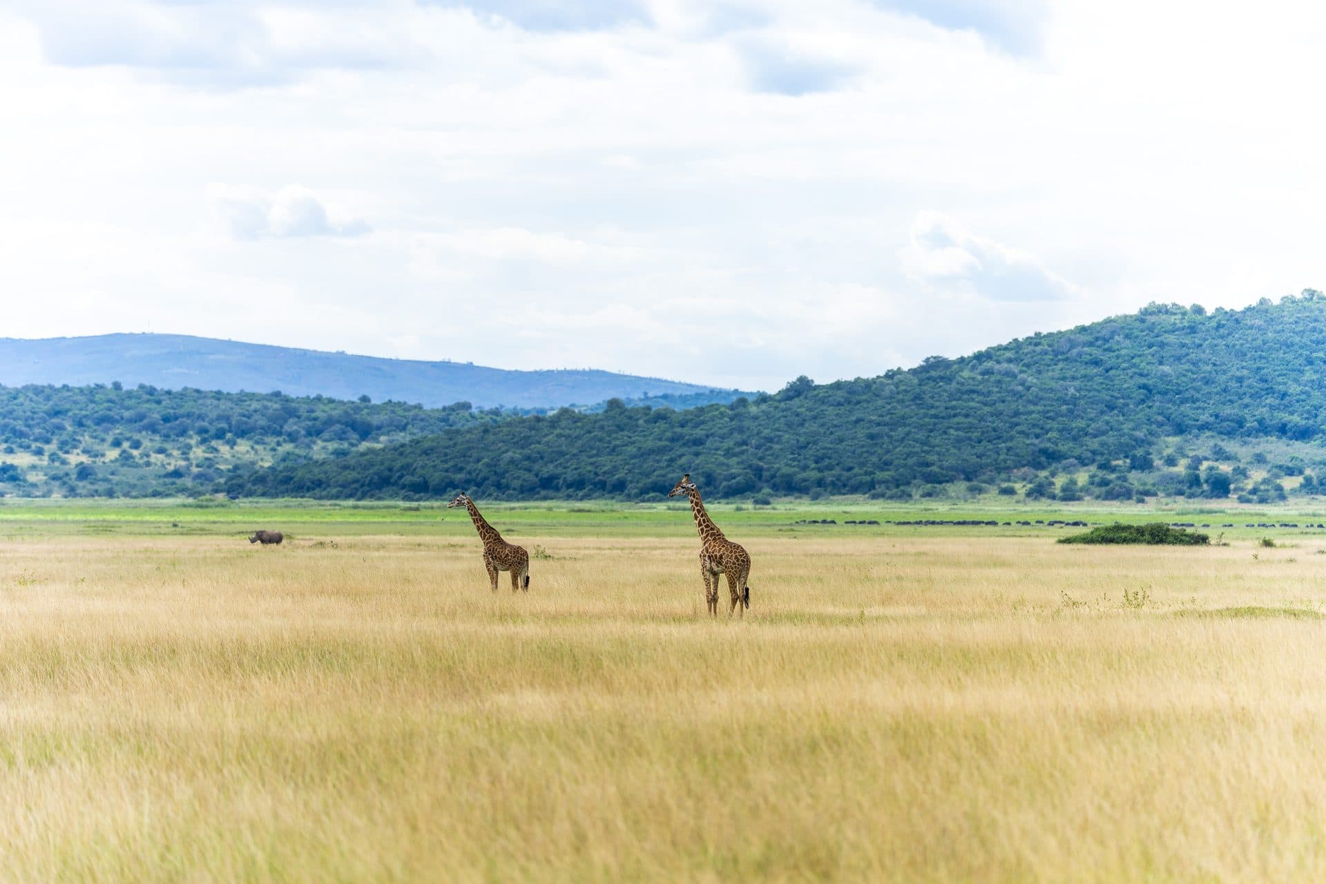 Akagera National Park wildlife and landscapes, Rwanda