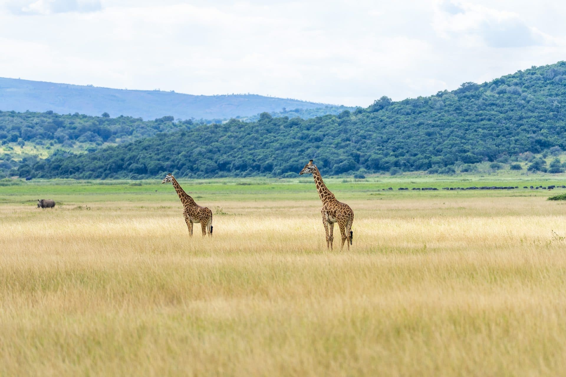 Akagera National Park wildlife and landscapes, Rwanda