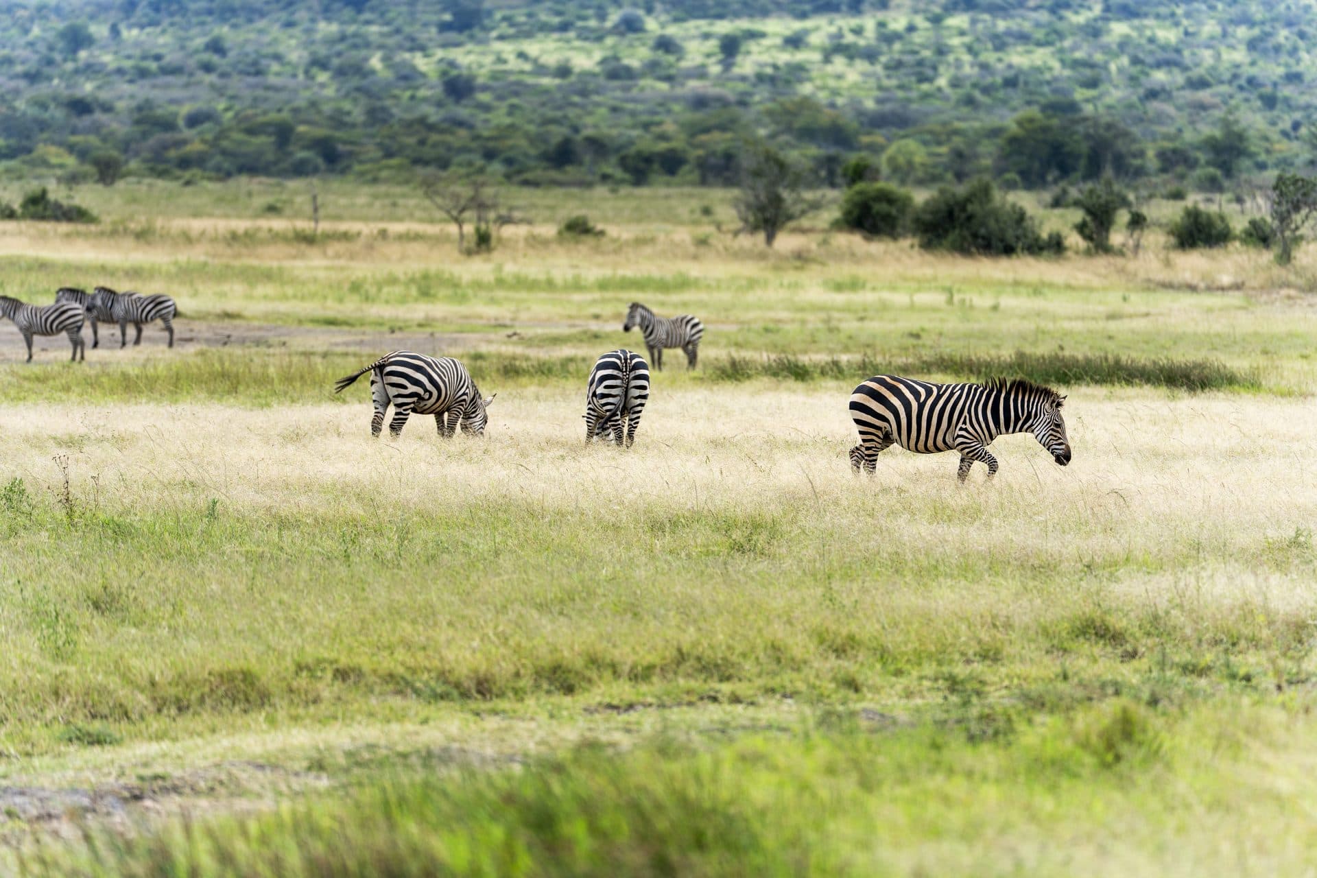 Akagera National Park wildlife and landscapes, Rwanda