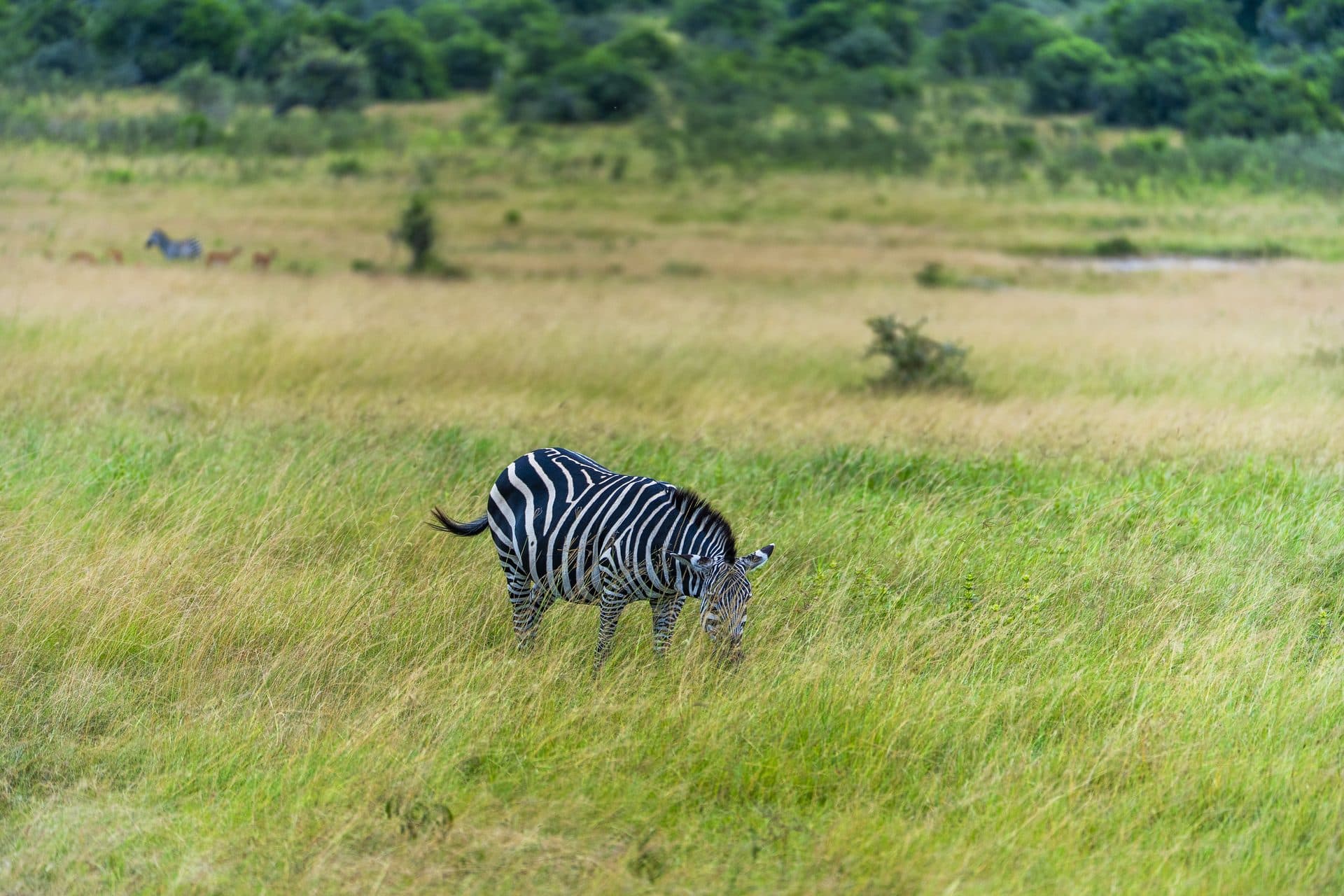 Akagera National Park wildlife and landscapes, Rwanda