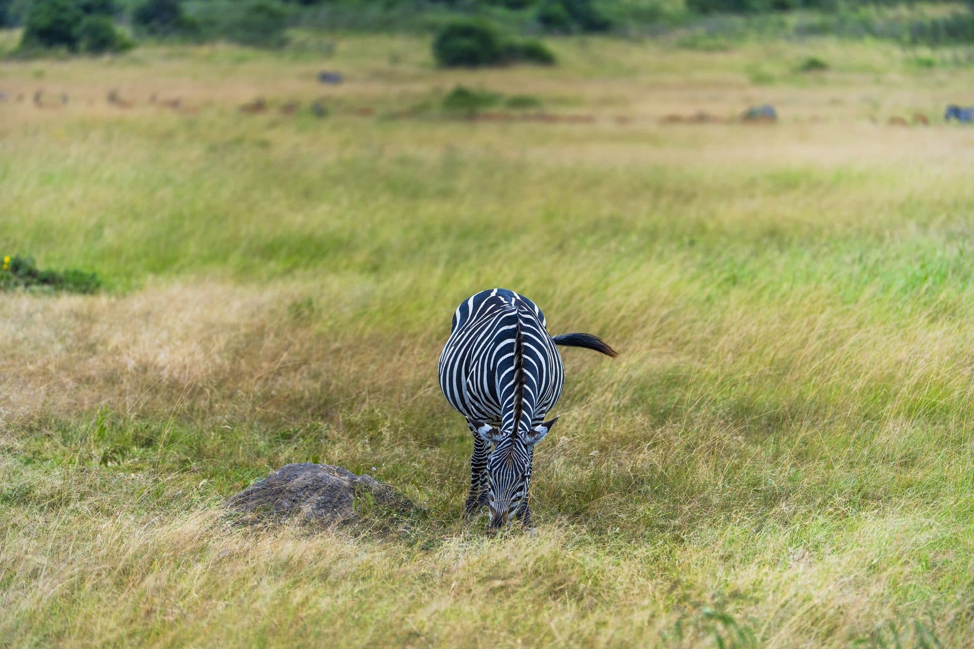 Akagera National Park wildlife and landscapes, Rwanda