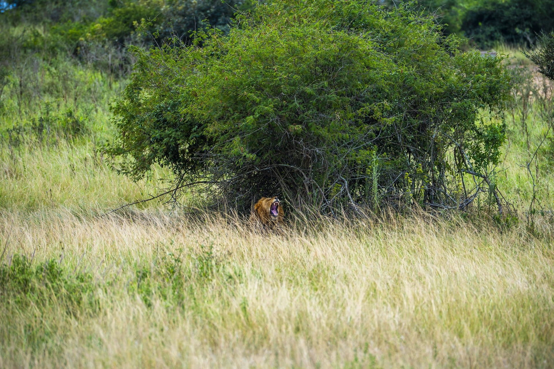 Akagera National Park wildlife and landscapes, Rwanda