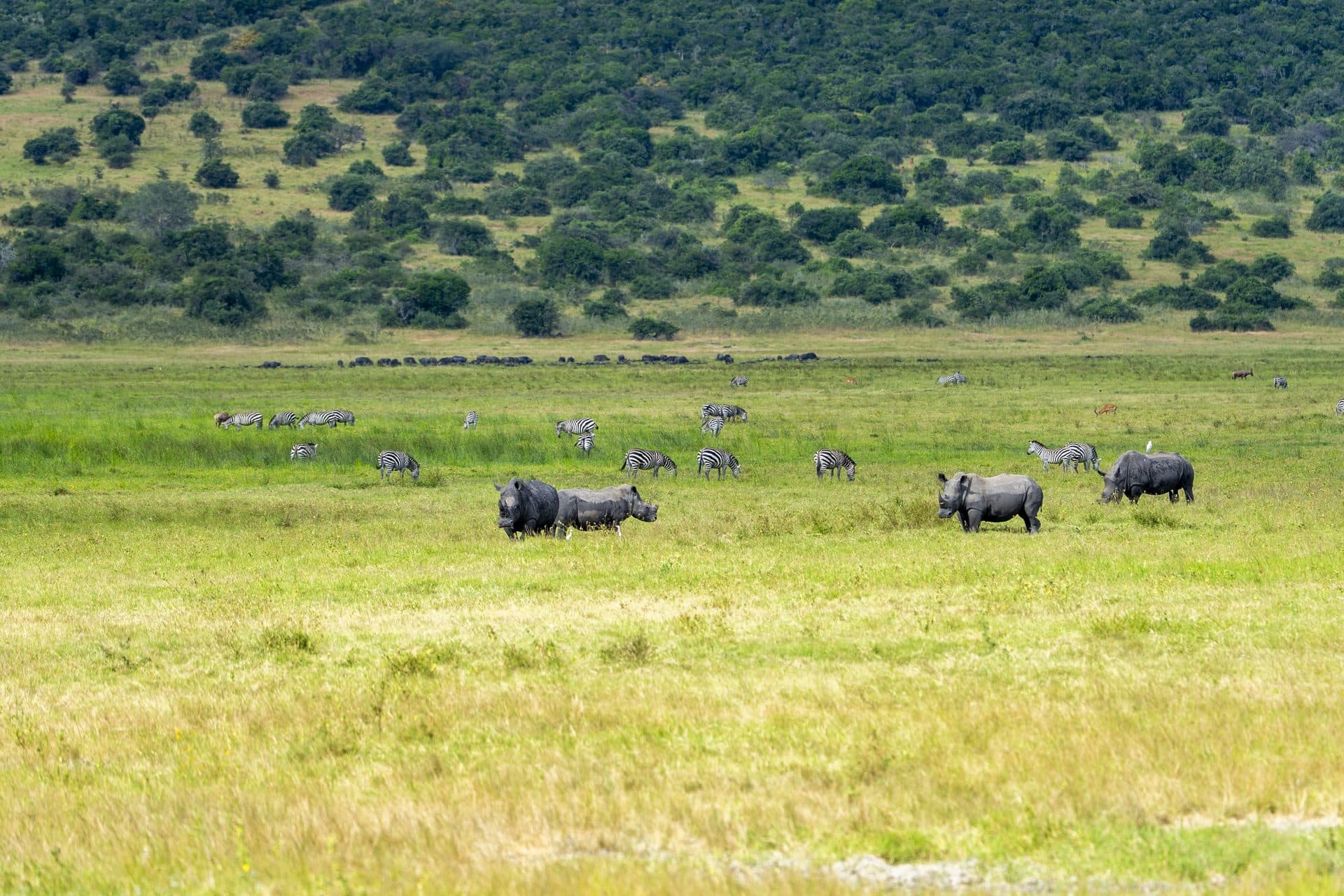Akagera National Park wildlife and landscapes, Rwanda