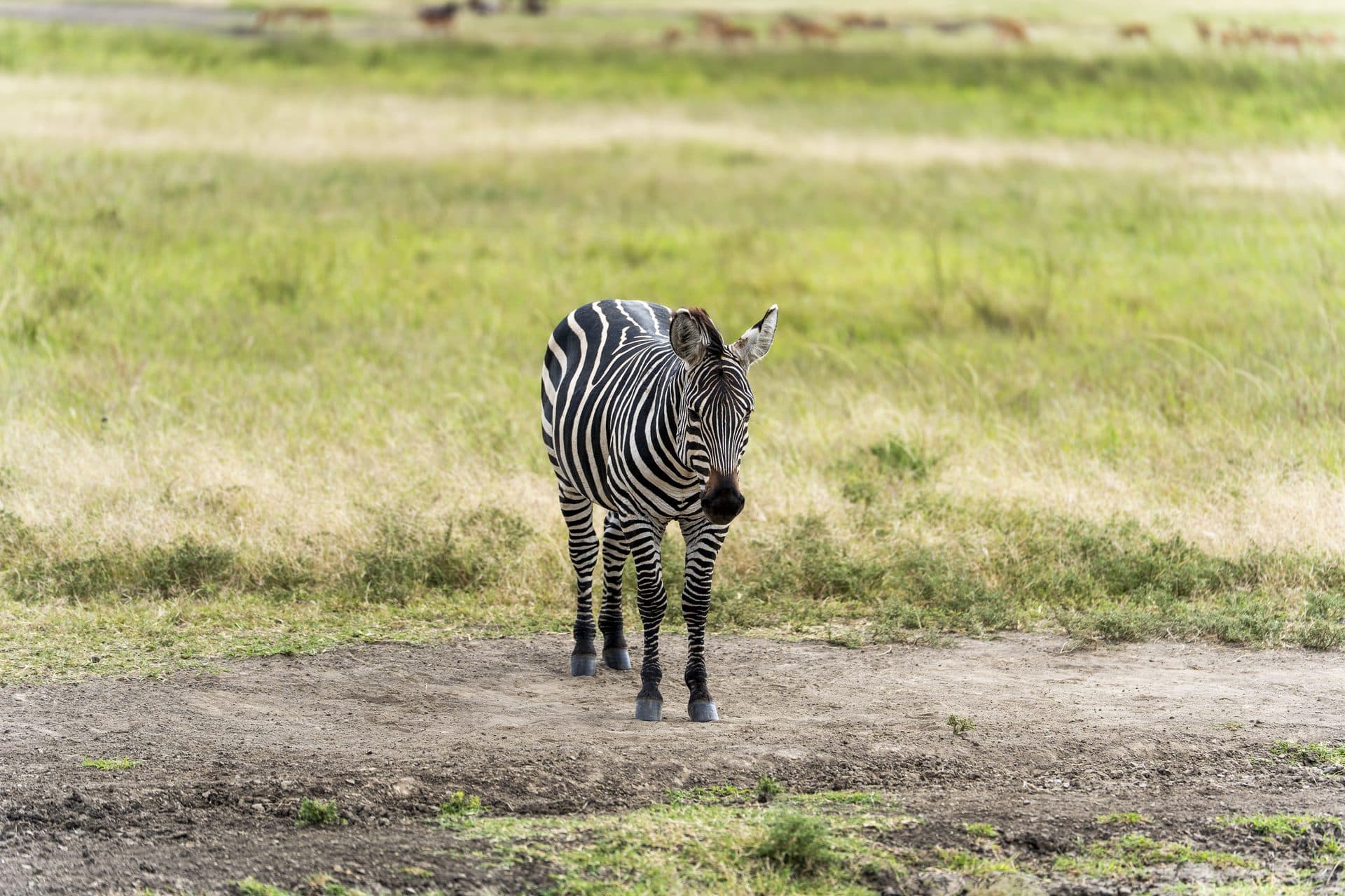 Akagera National Park wildlife and landscapes, Rwanda