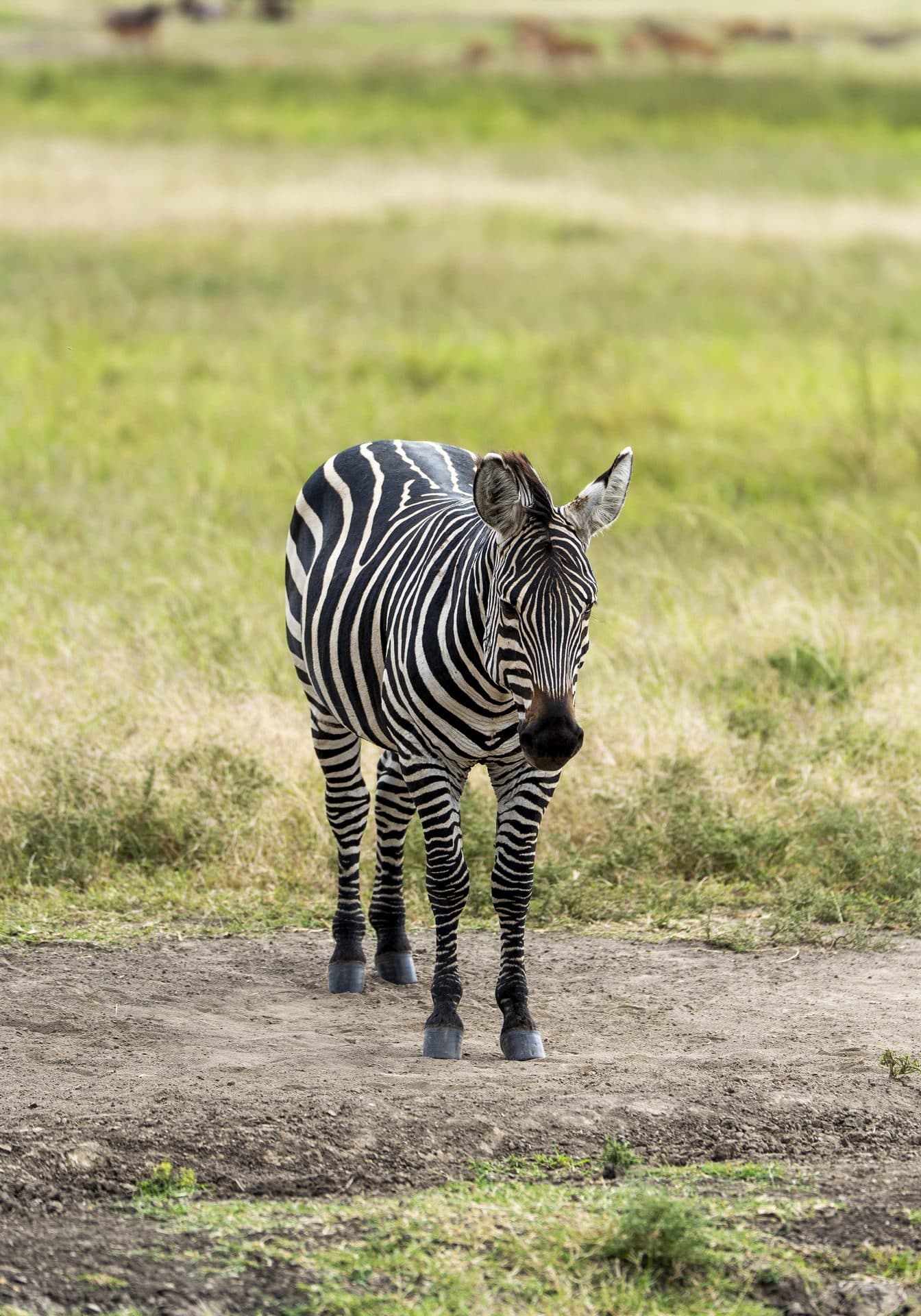 Akagera National Park wildlife and landscapes, Rwanda