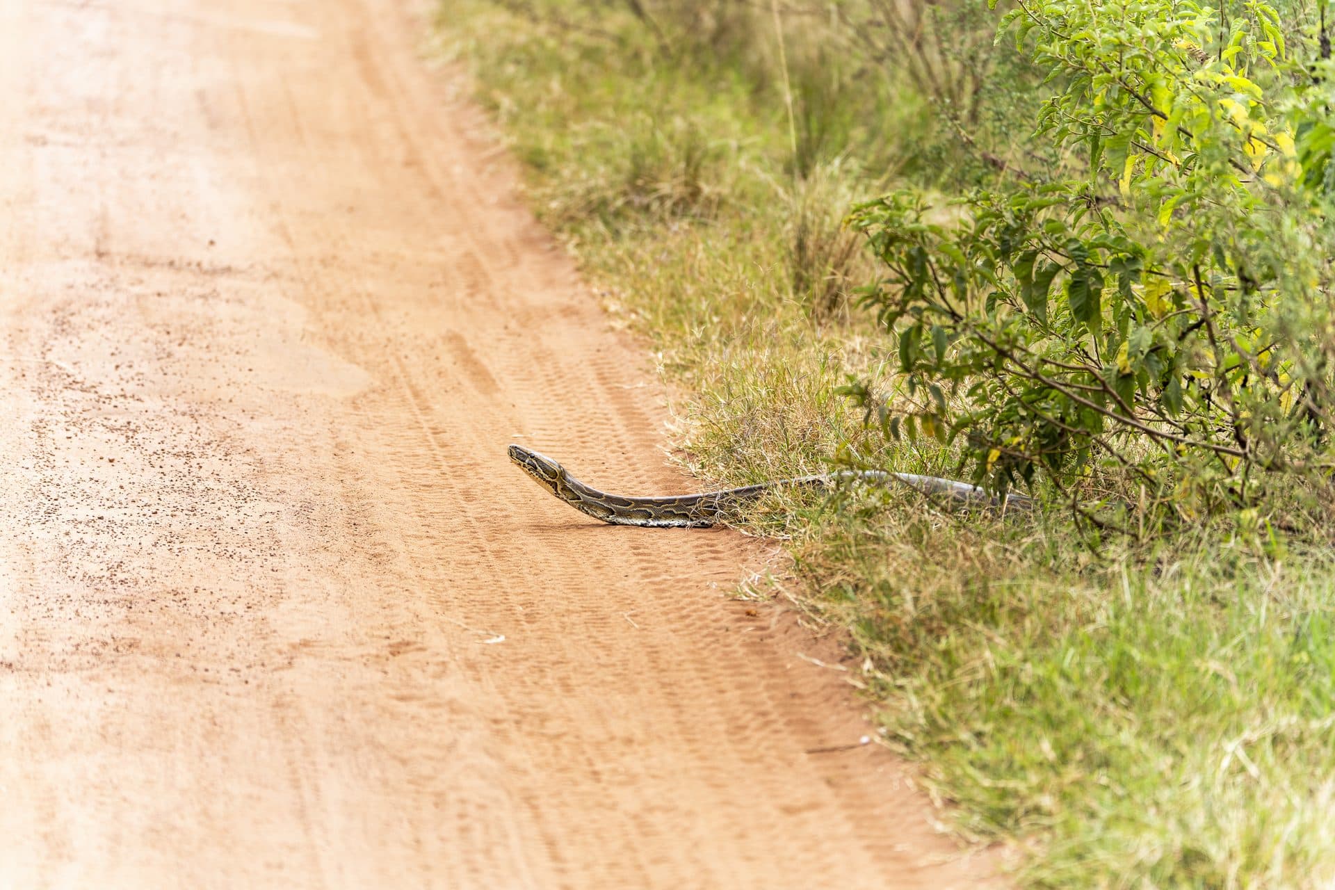 Akagera National Park wildlife and landscapes, Rwanda