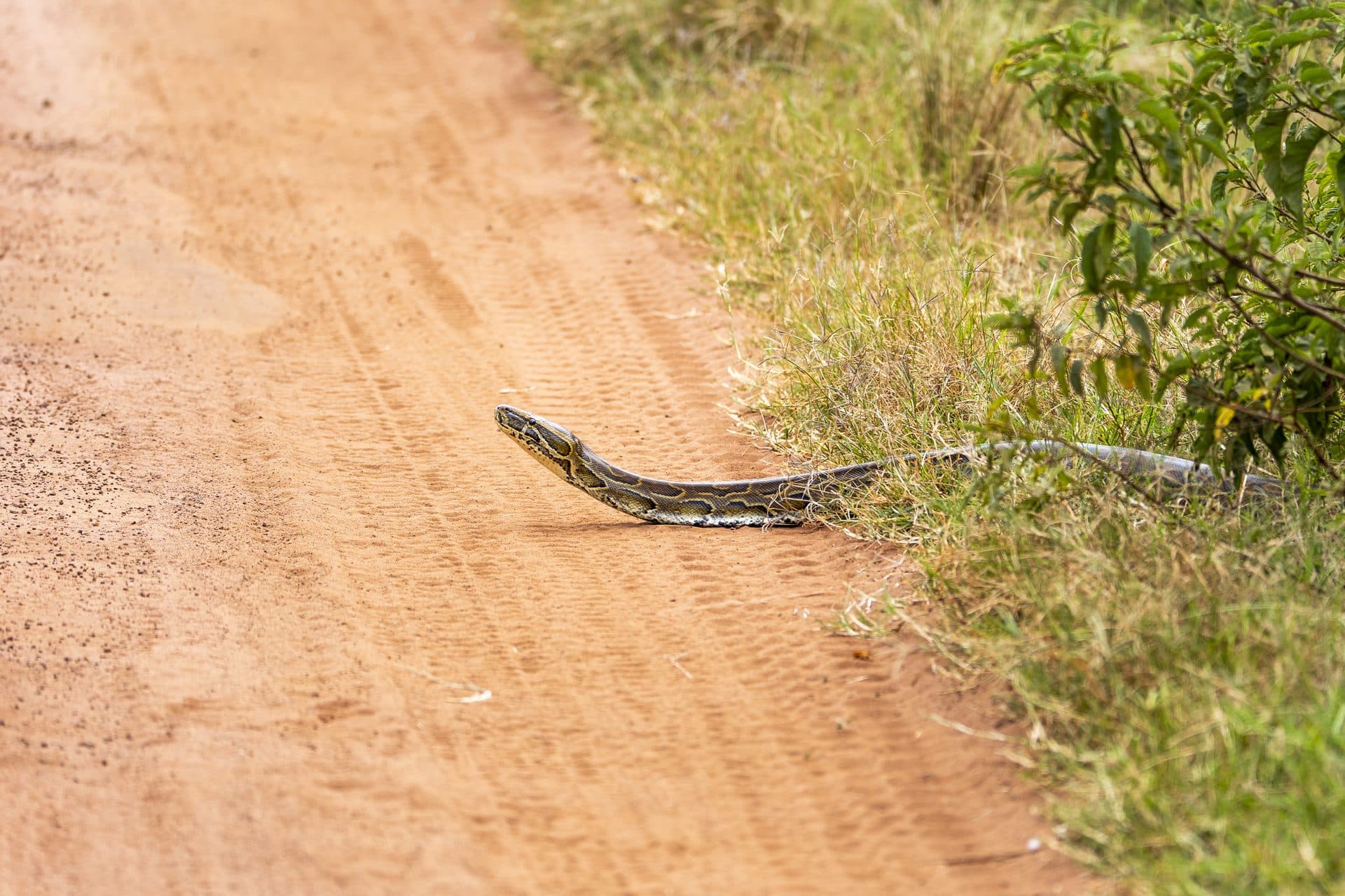 Akagera National Park wildlife and landscapes, Rwanda