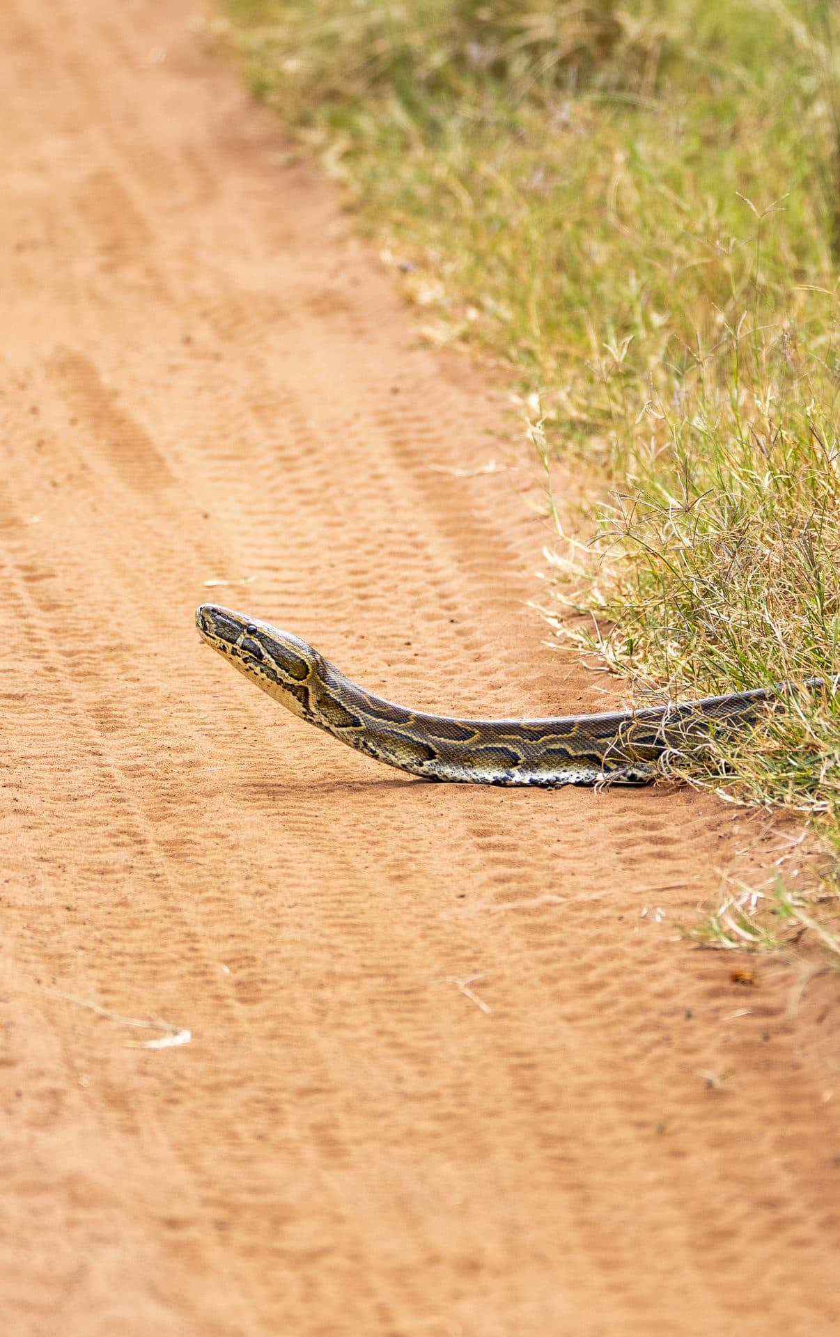 Akagera National Park wildlife and landscapes, Rwanda
