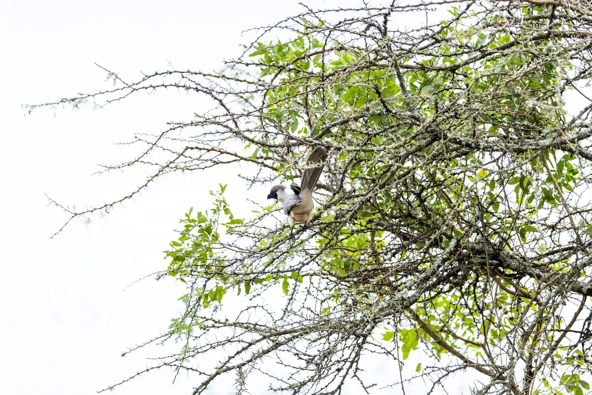 Akagera National Park wildlife and landscapes, Rwanda