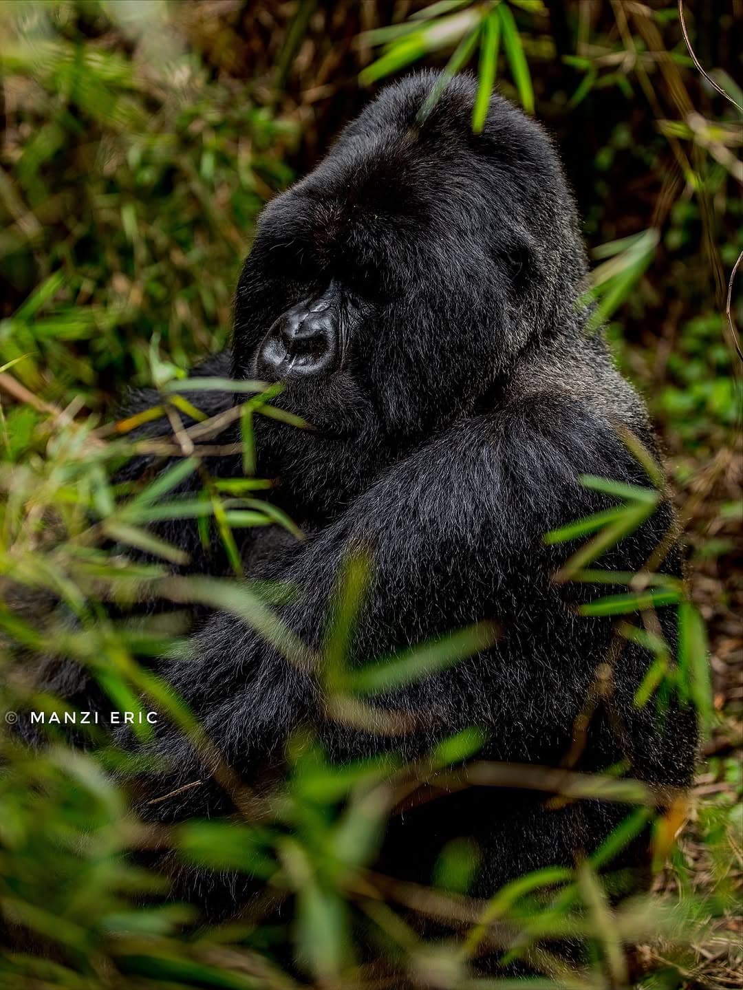 1-Day Gorilla Trekking Experience