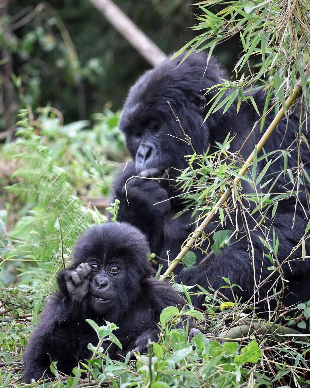 4-Day Gorilla & Golden Monkey Adventure