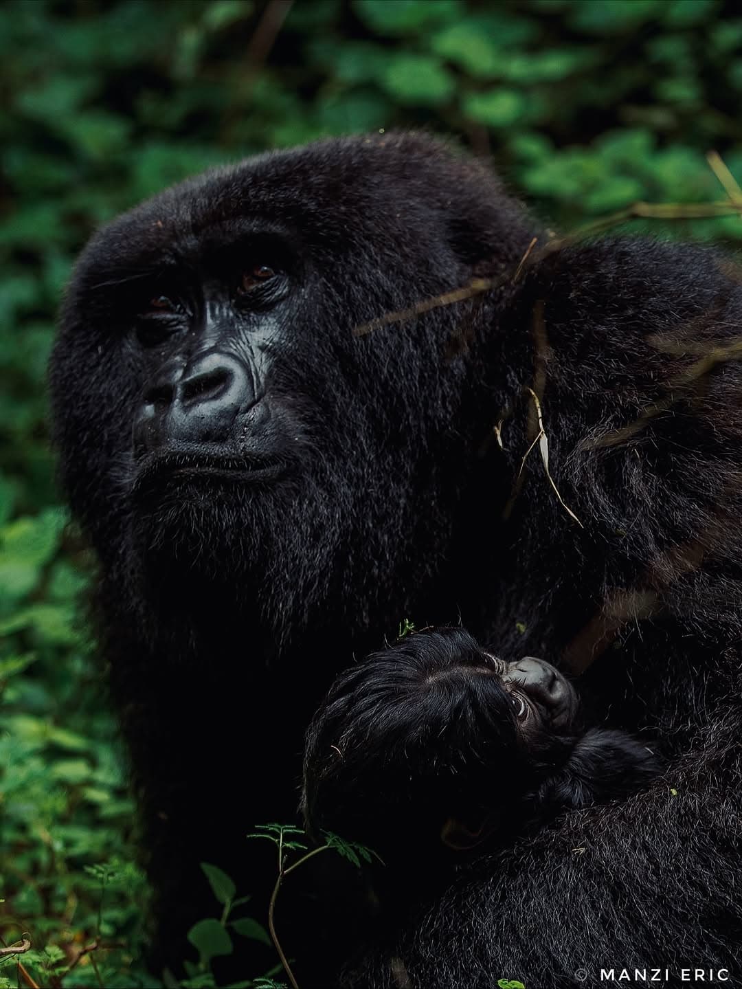 5-Day Rwanda Wildlife & Gorilla Luxury Adventure