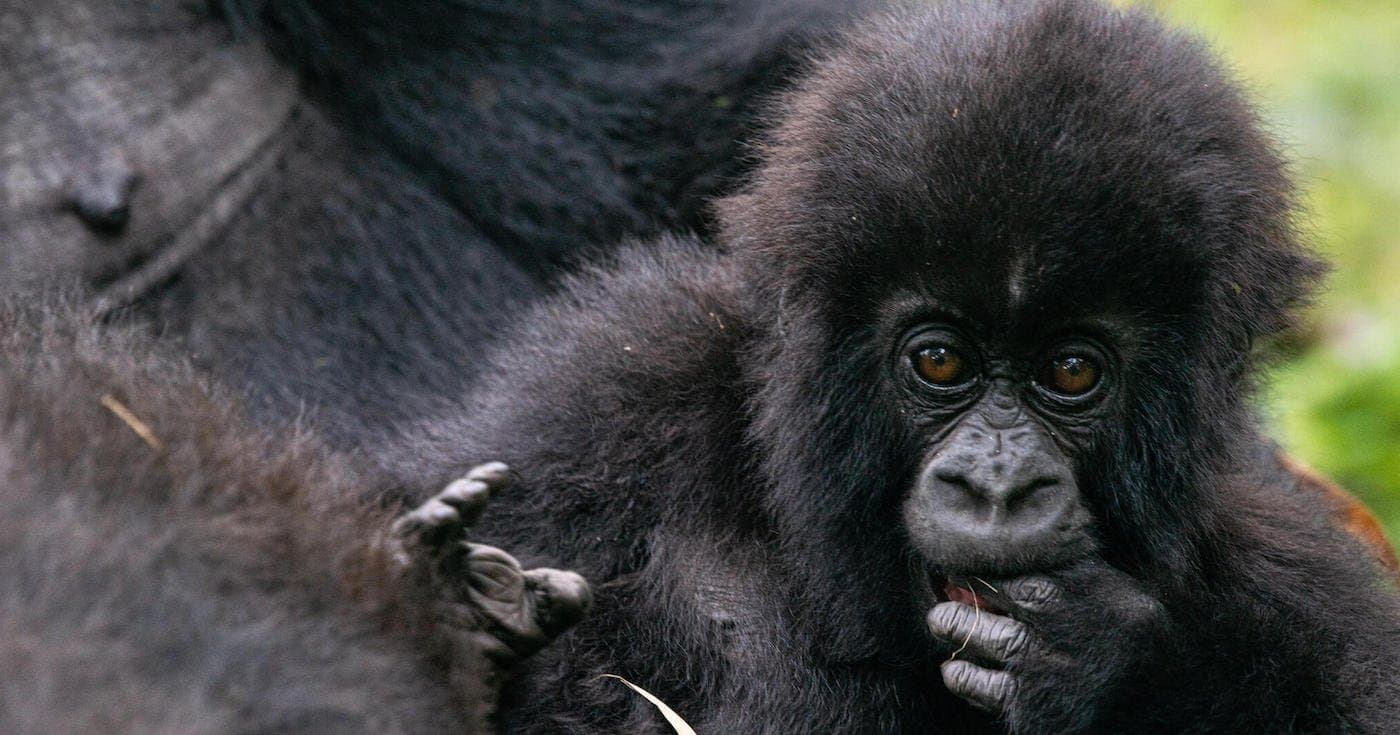 6-Day Gorillas & Chimpanzee Tracking