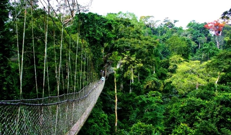 Chimpanzee Tracking — Nyungwe Forest, Rwanda