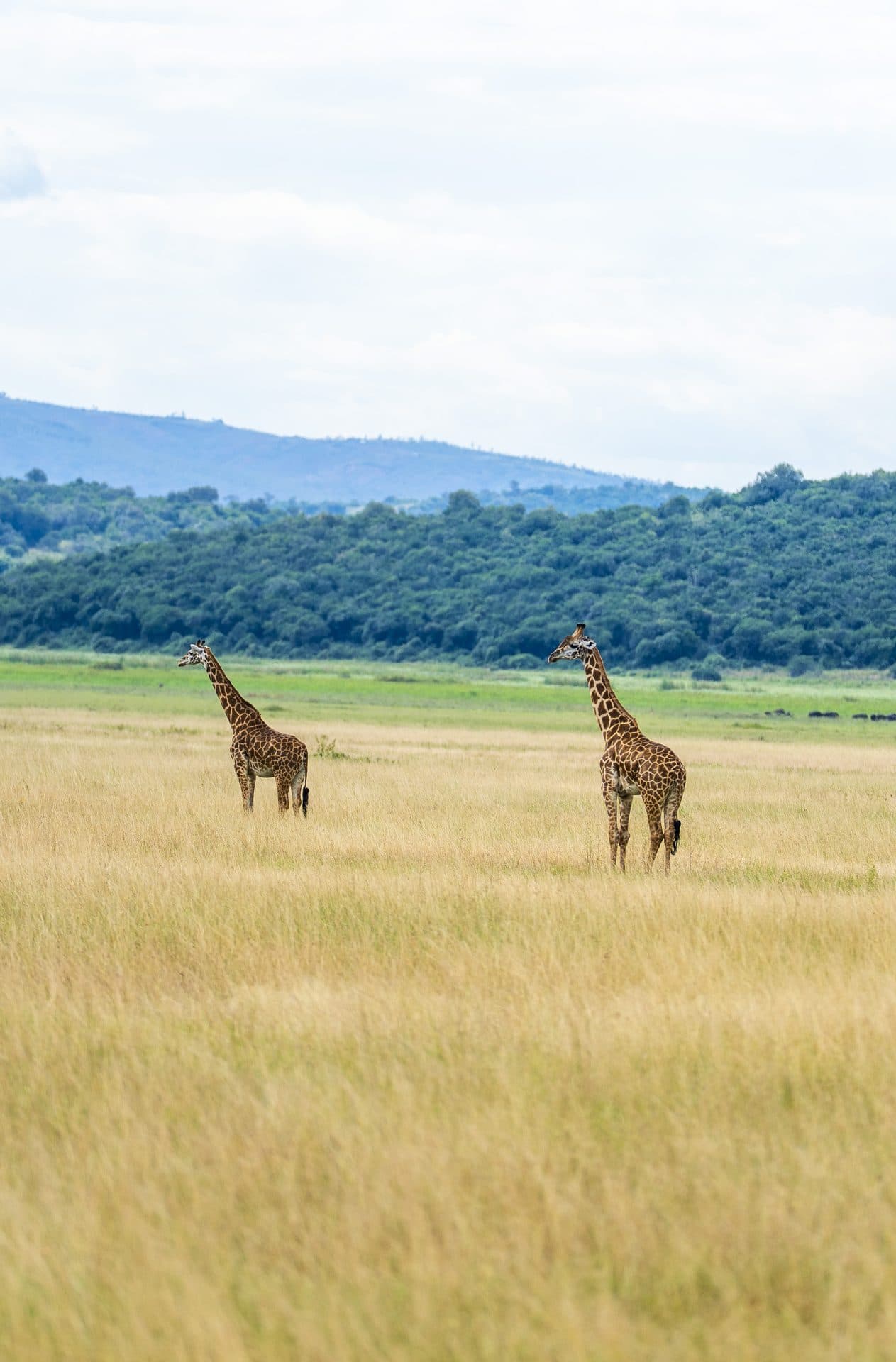 Top 5 Safari Adventures in Rwanda